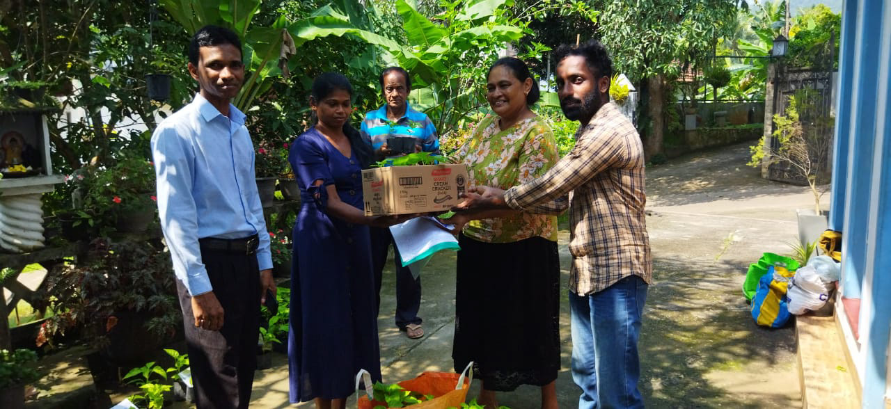 グリーンチリ苗の配布