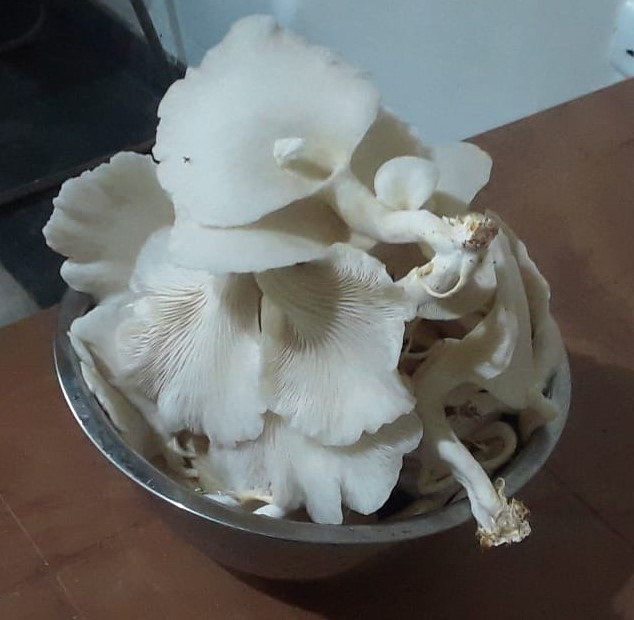 白キノコの収穫