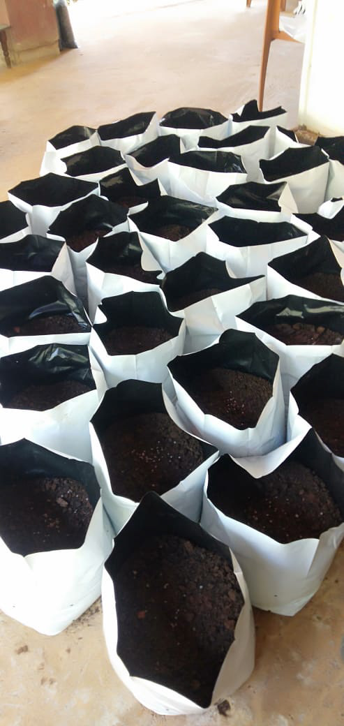 苗植付けの土壌準備