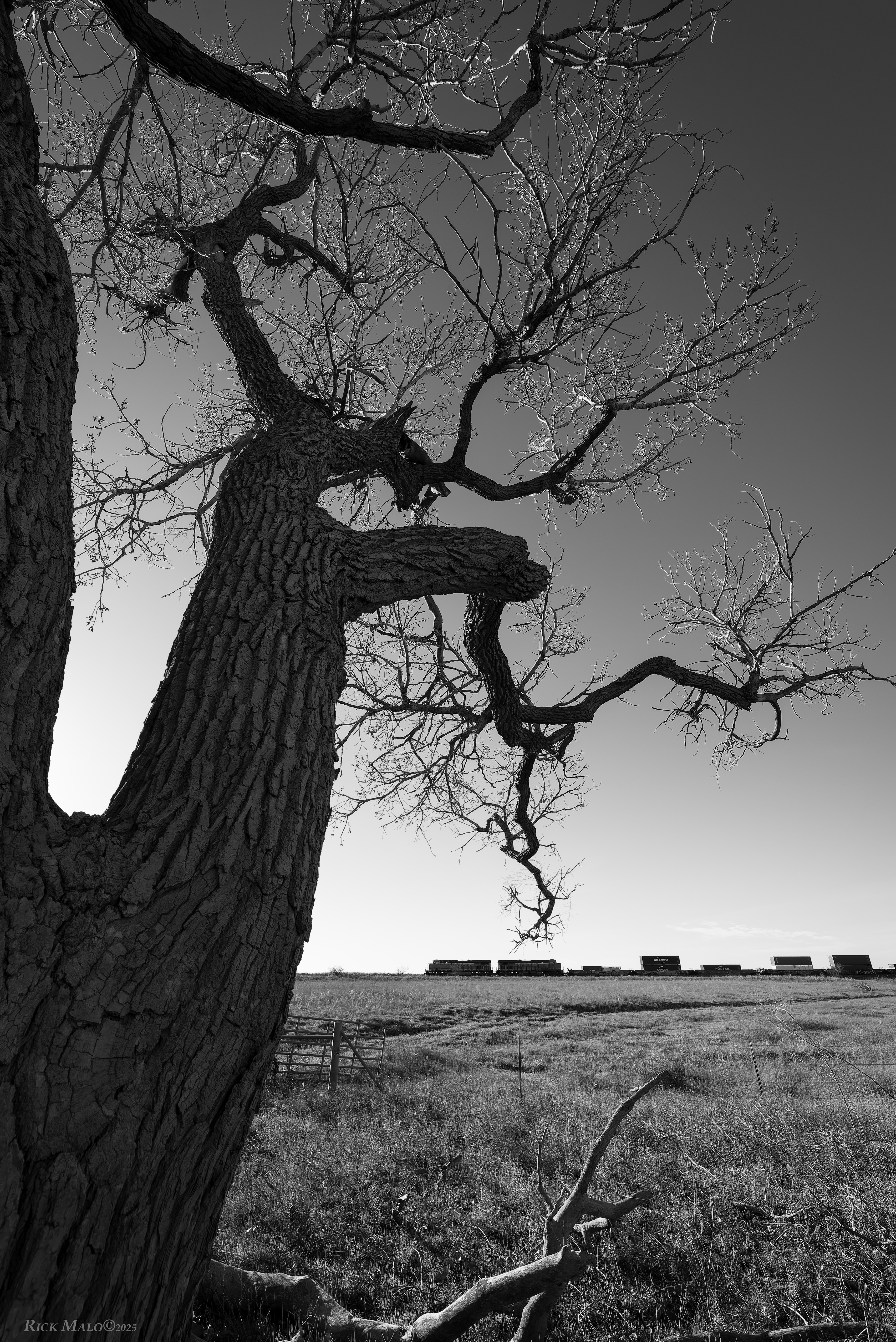 The Gnarled Guardian of The Plains. An old cottonwood tree stands guard over the BNSF Transcon as an eastbound stack train passes through Lipscomb County, Texas on a fine Spring morning in 2025.