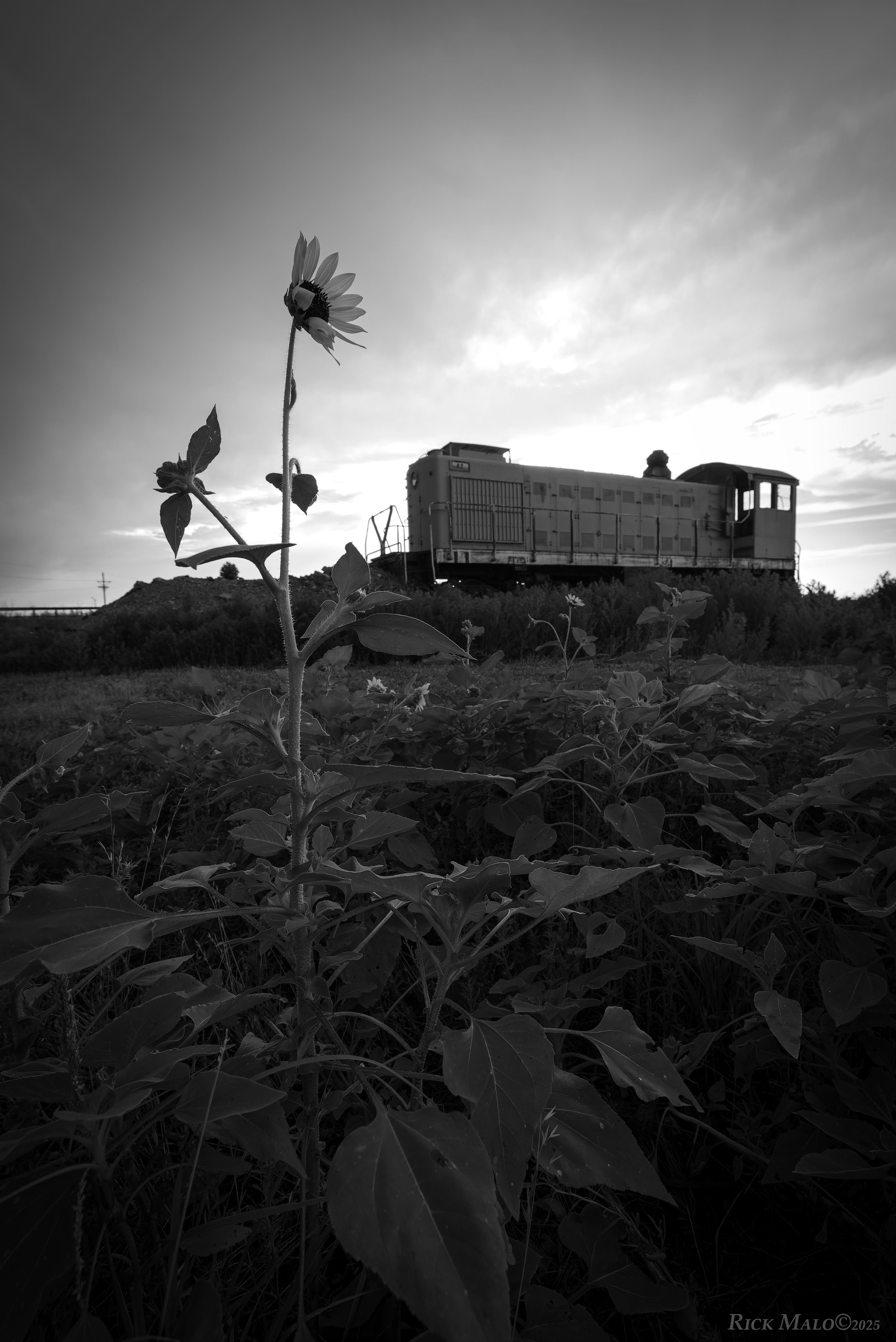 An old Alco S2 and prairie sunflower at Plainview, Texas.