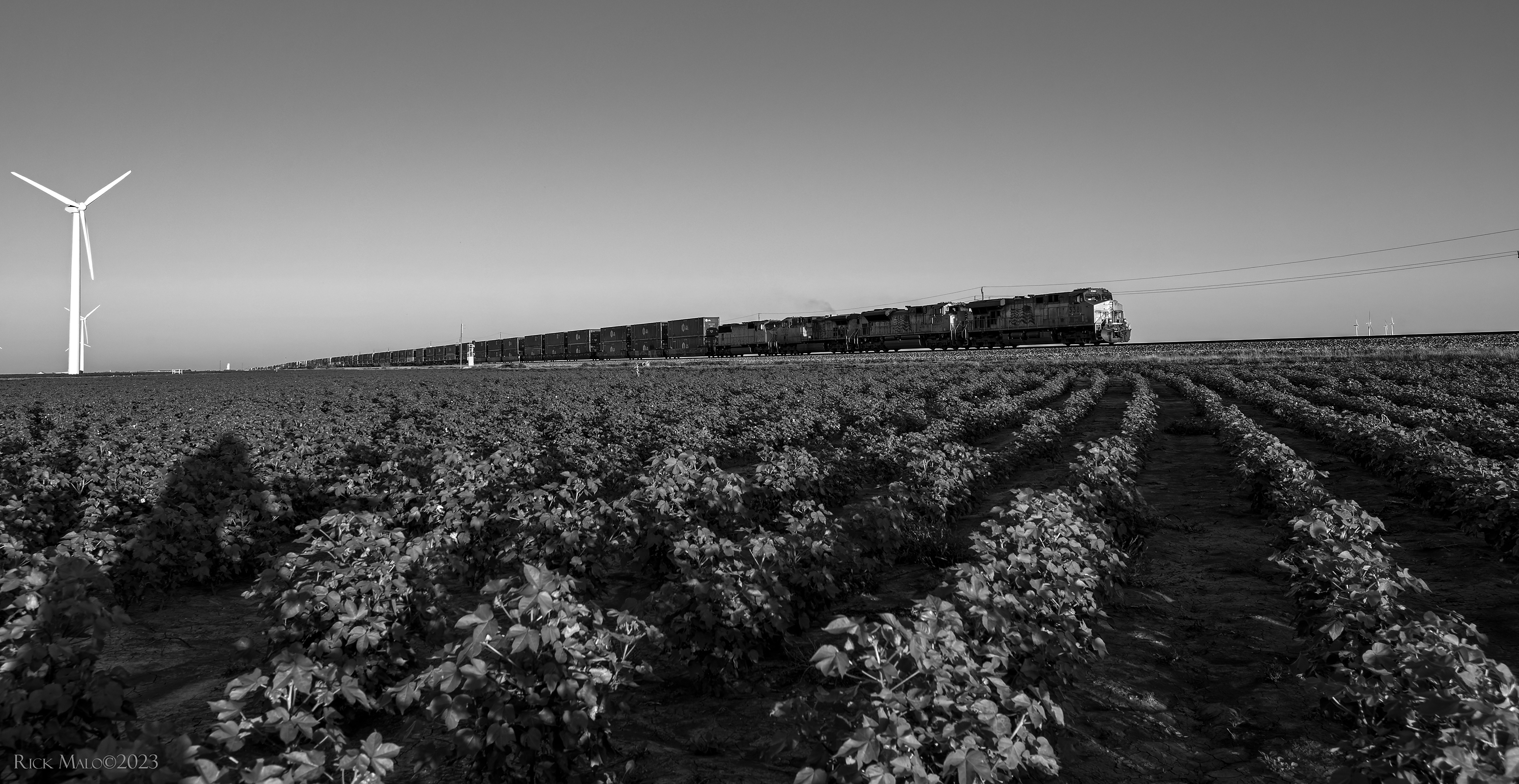 The young cotton in the fields west of Roscoe have yet to put on bolls as a Union Pacific intermodal train storms west out of Roscoe on a perfect Autumn 2024 Sunday.