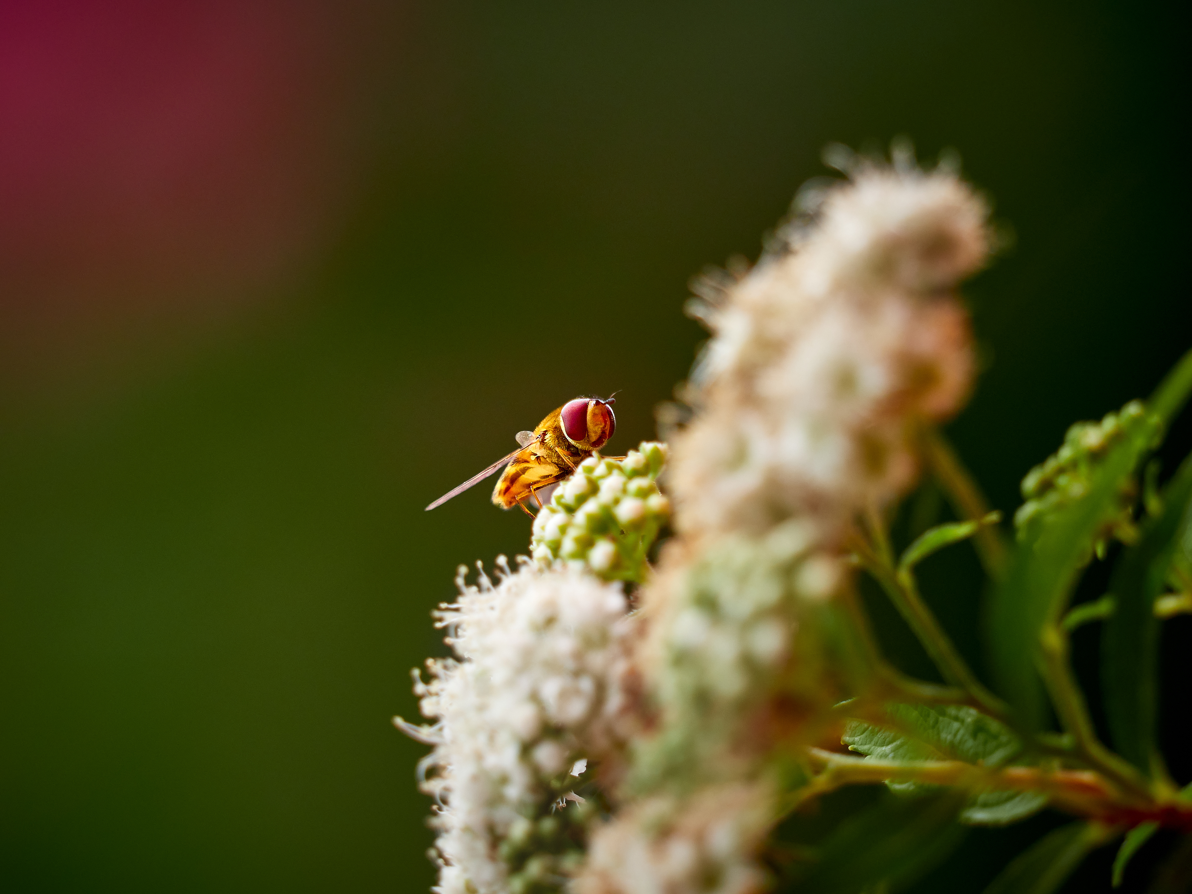 Fliege