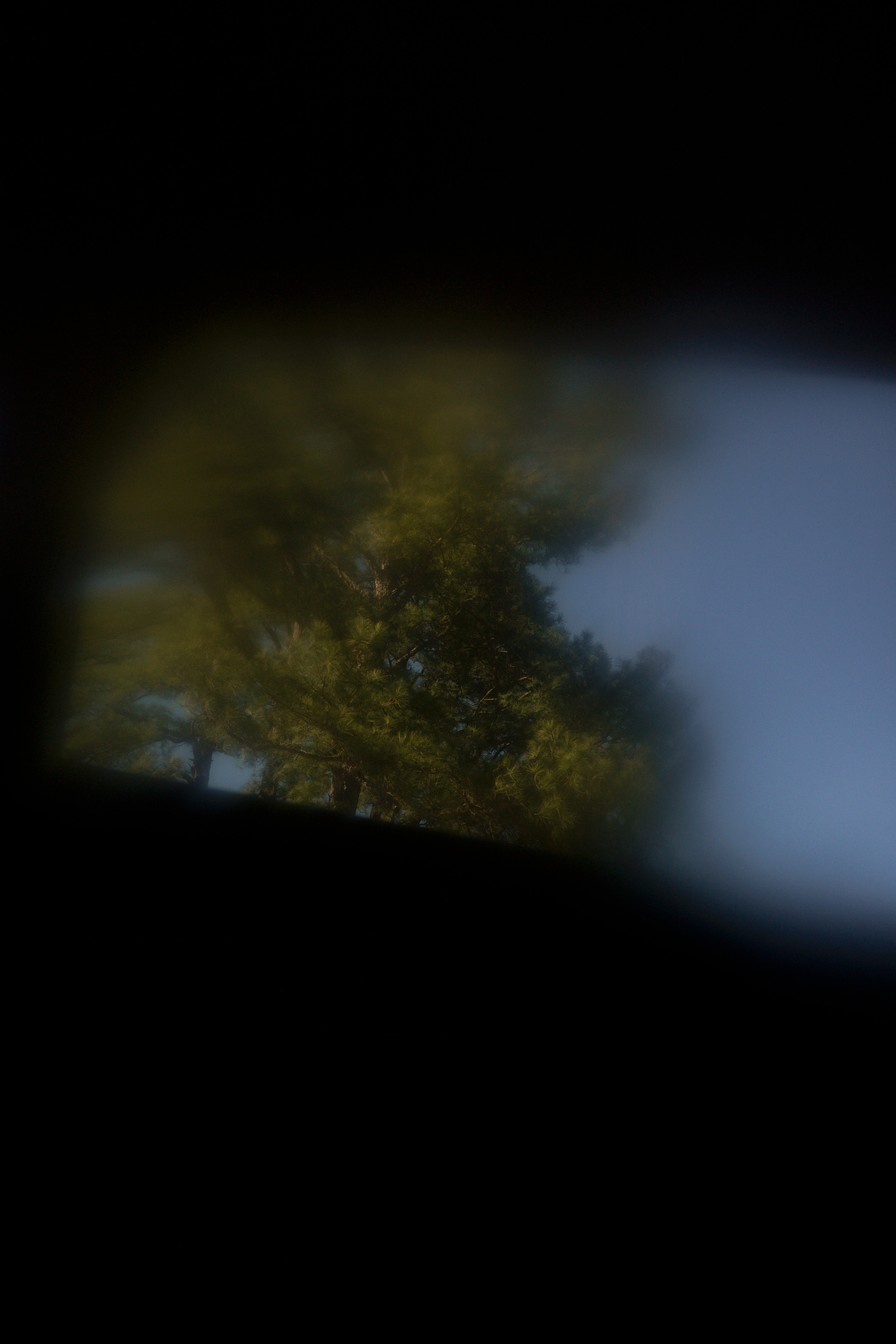 the tree where that monster stood, 2026