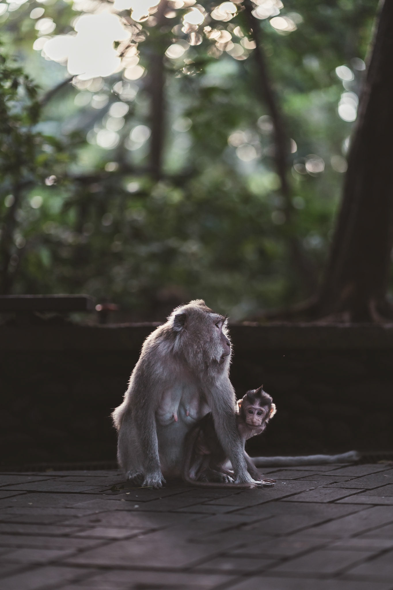 Monkey Forest