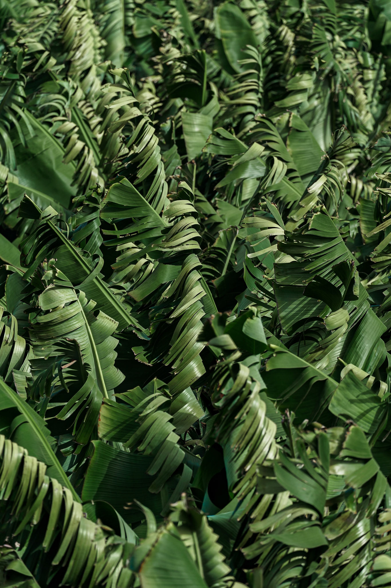 Gran Canária Banana Leaves