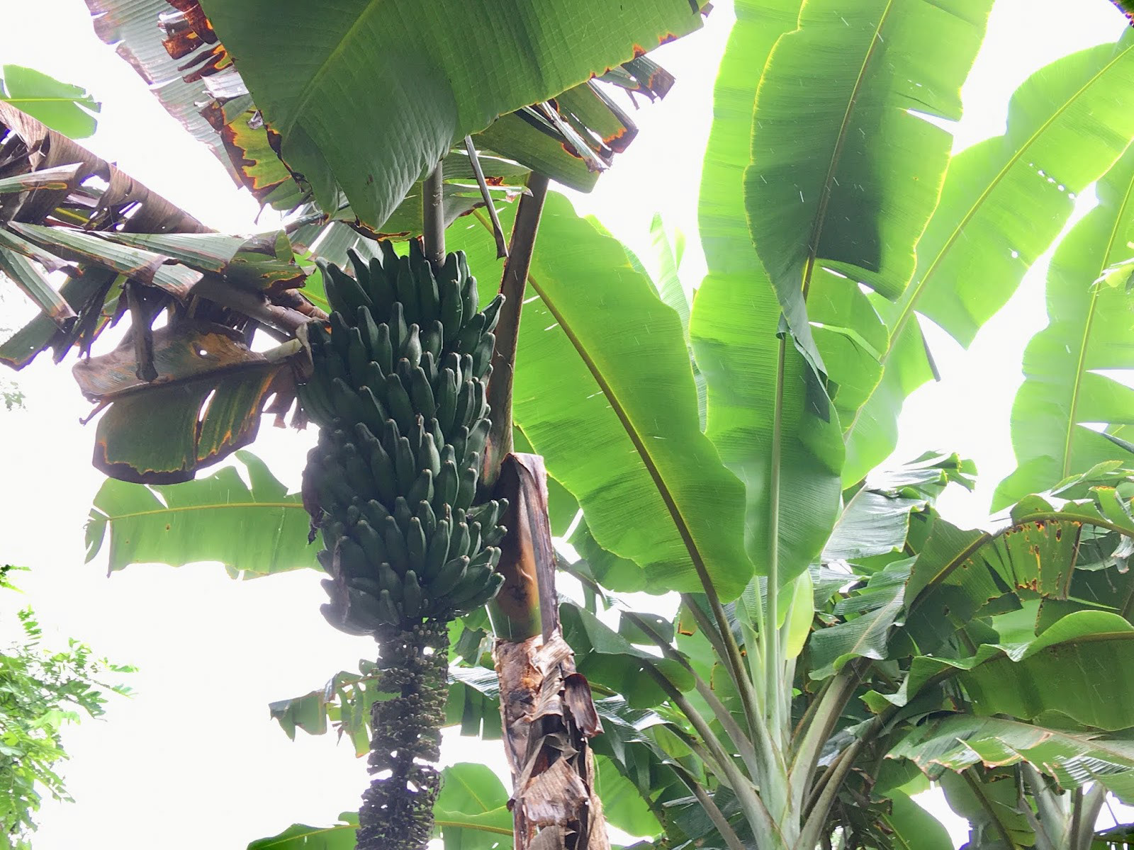 23 varieties of bananas are found in the jungle