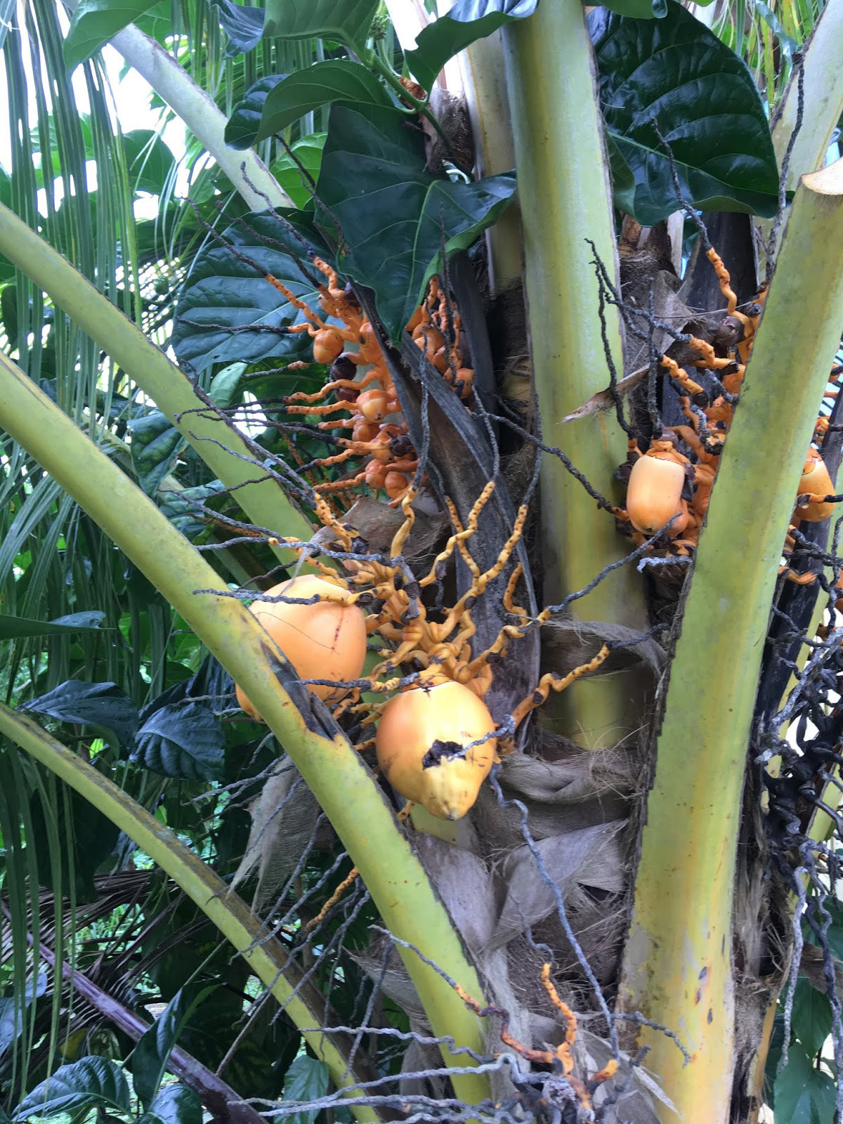 Coconuts