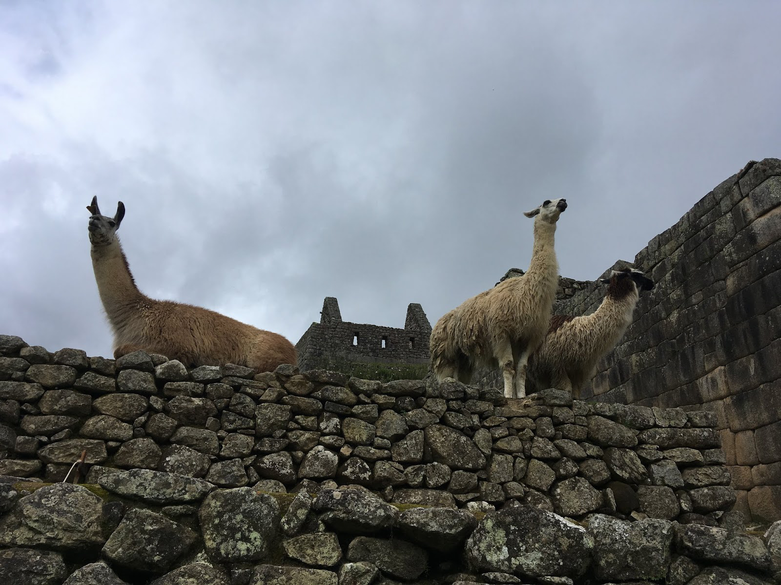 Llamas@Machu Picchu