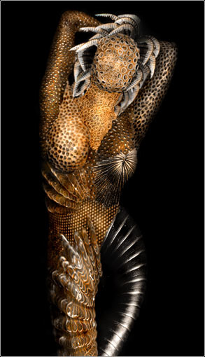 Female form from composited textures