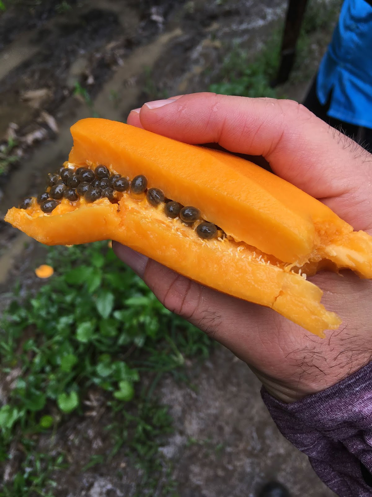 Papaya