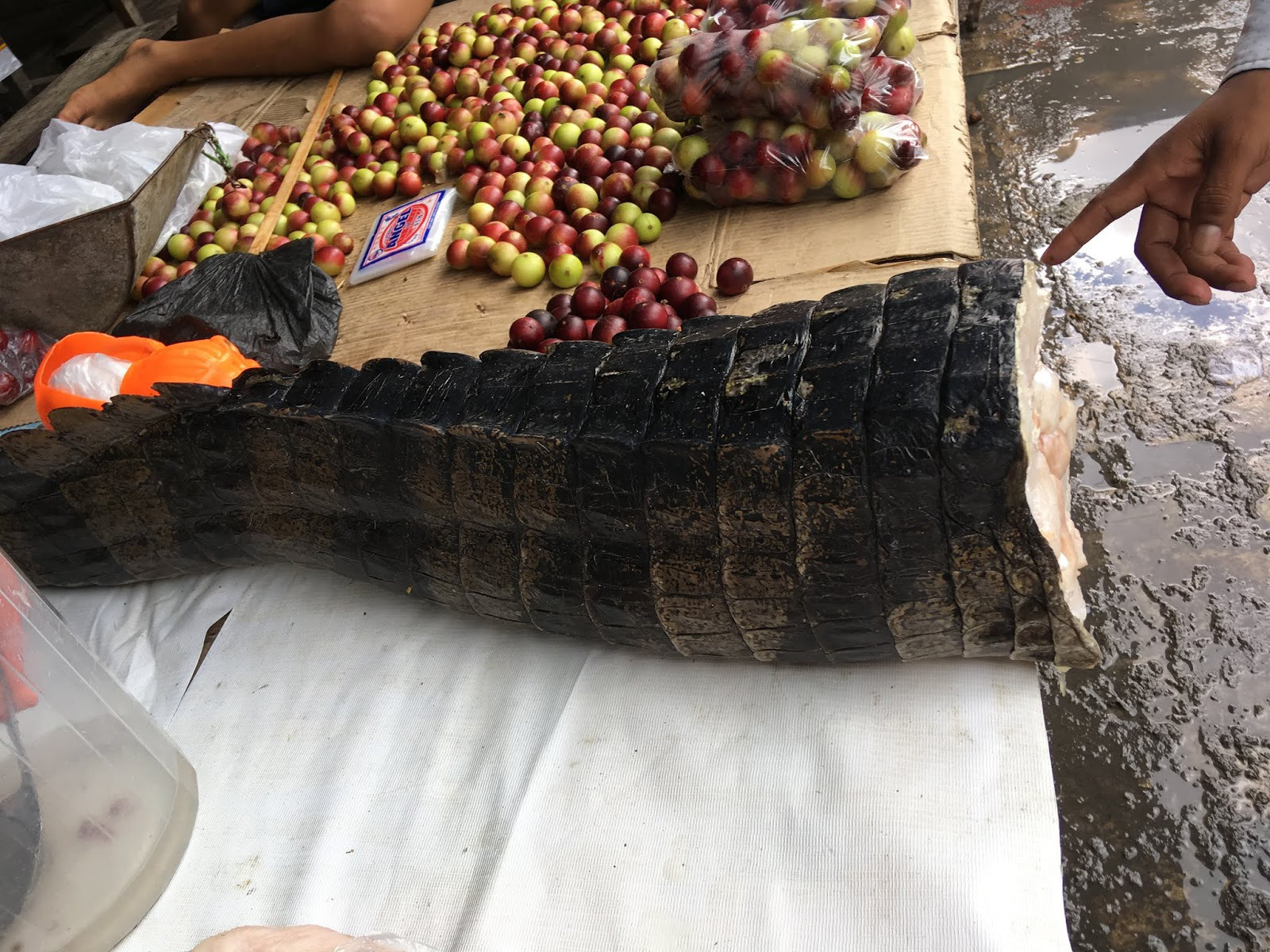 Crocodile tail