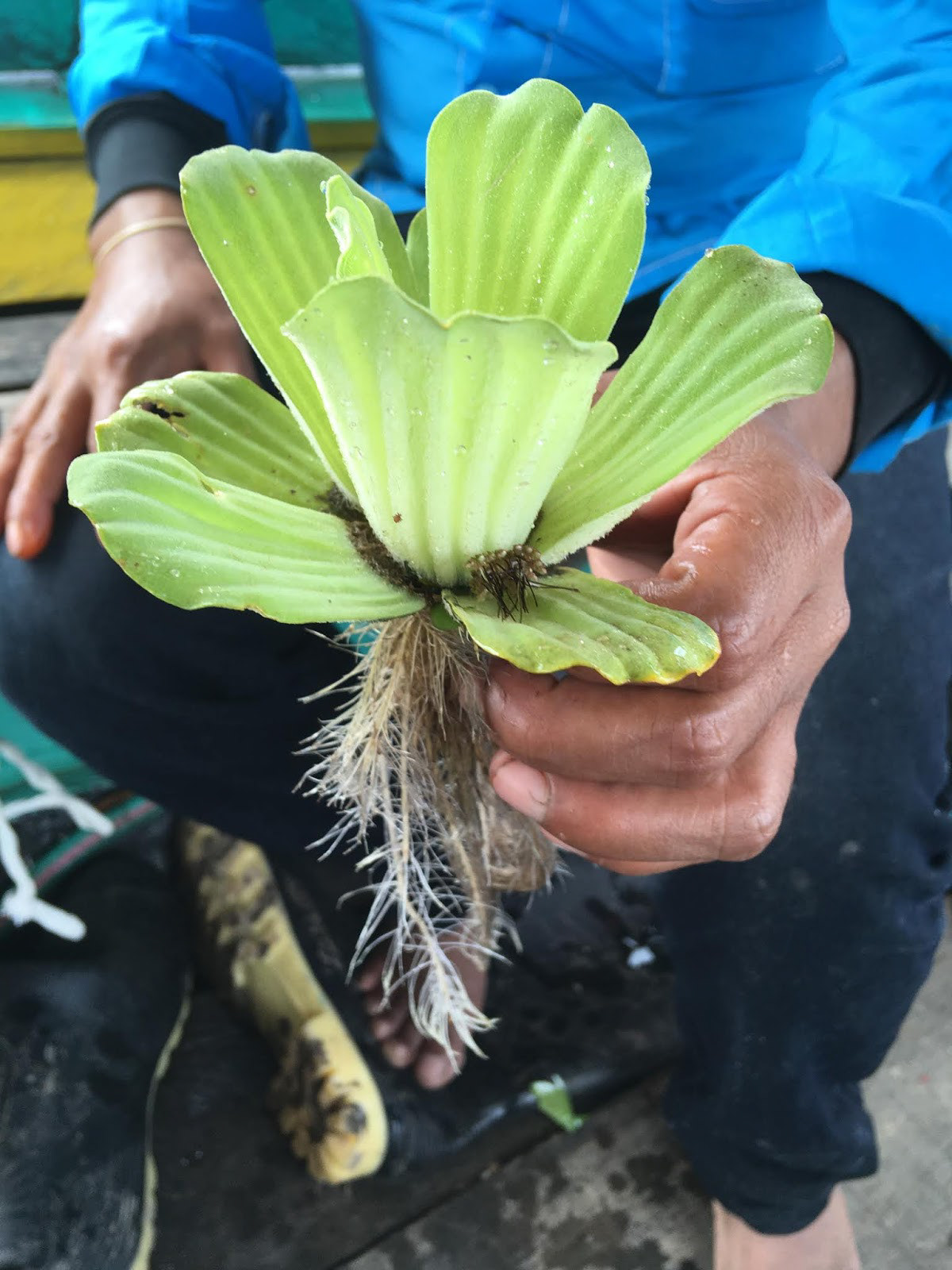 Floating water plant