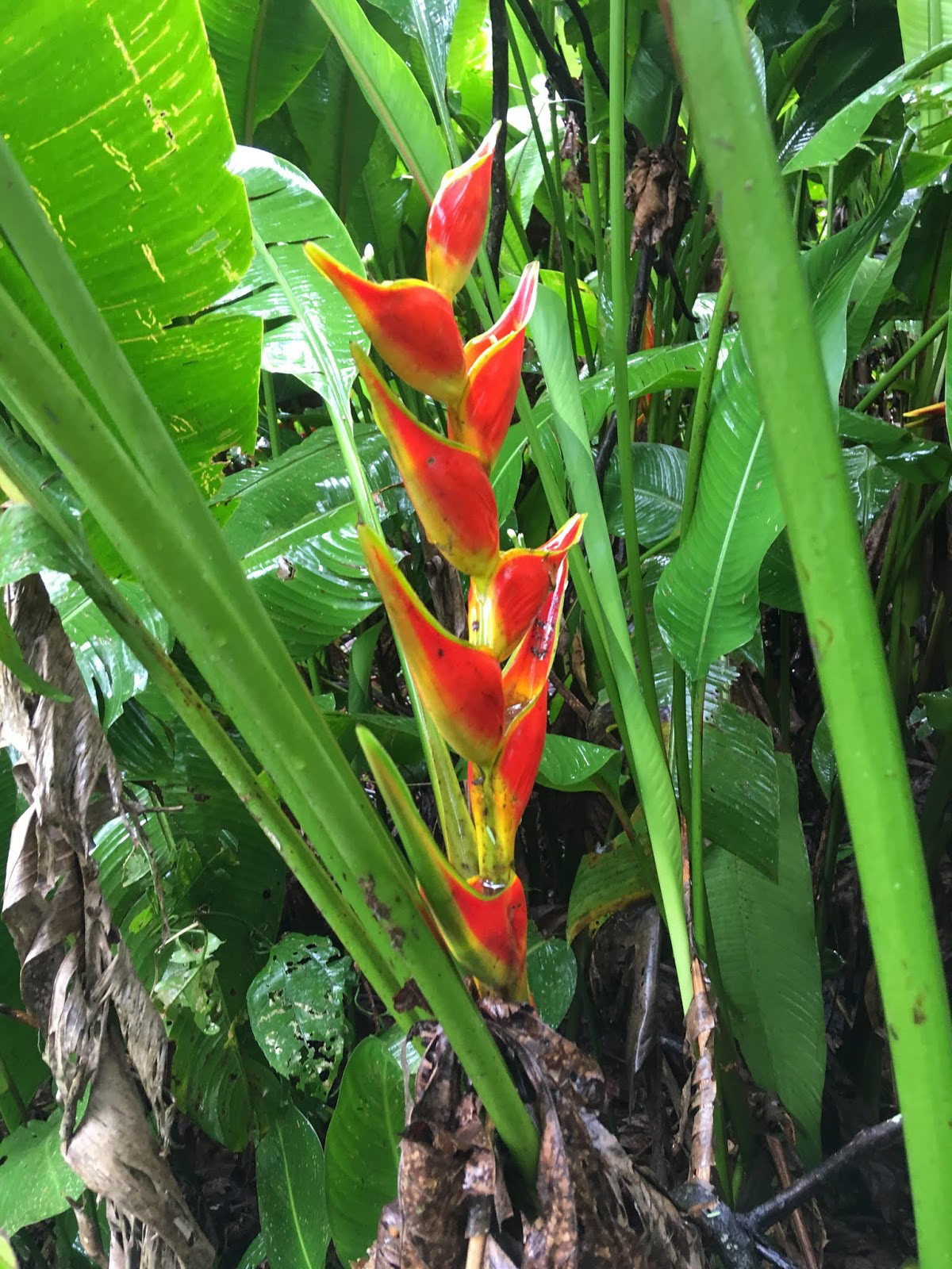 Bird of Paradise