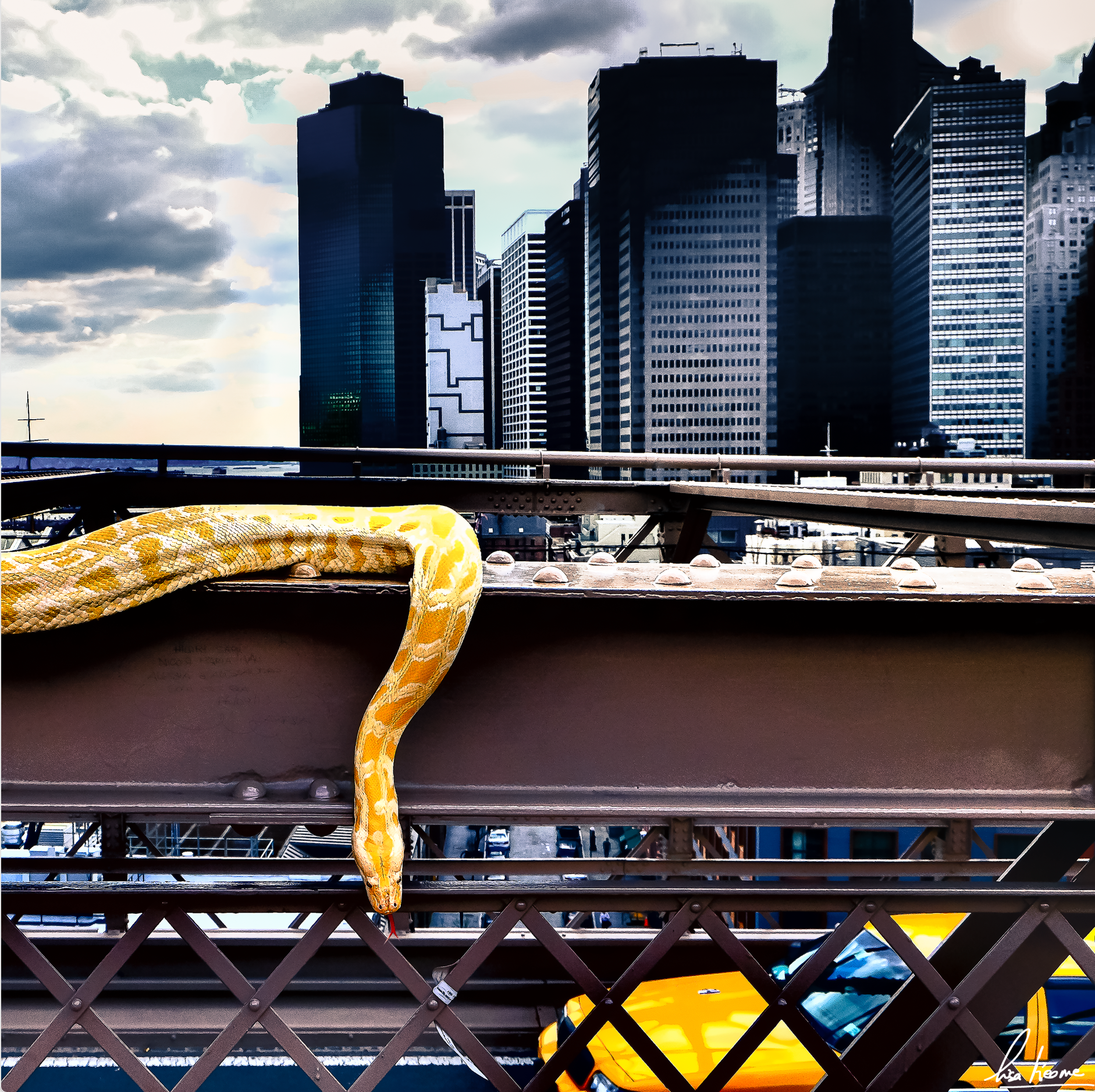 A snake - Brooklyn bridge