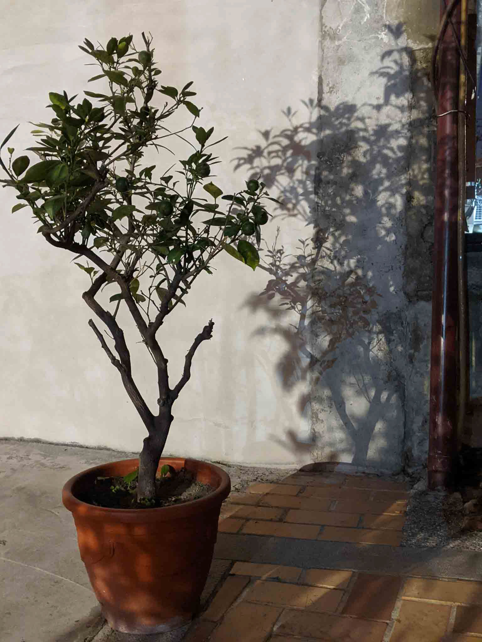 大天后宮旁盆栽