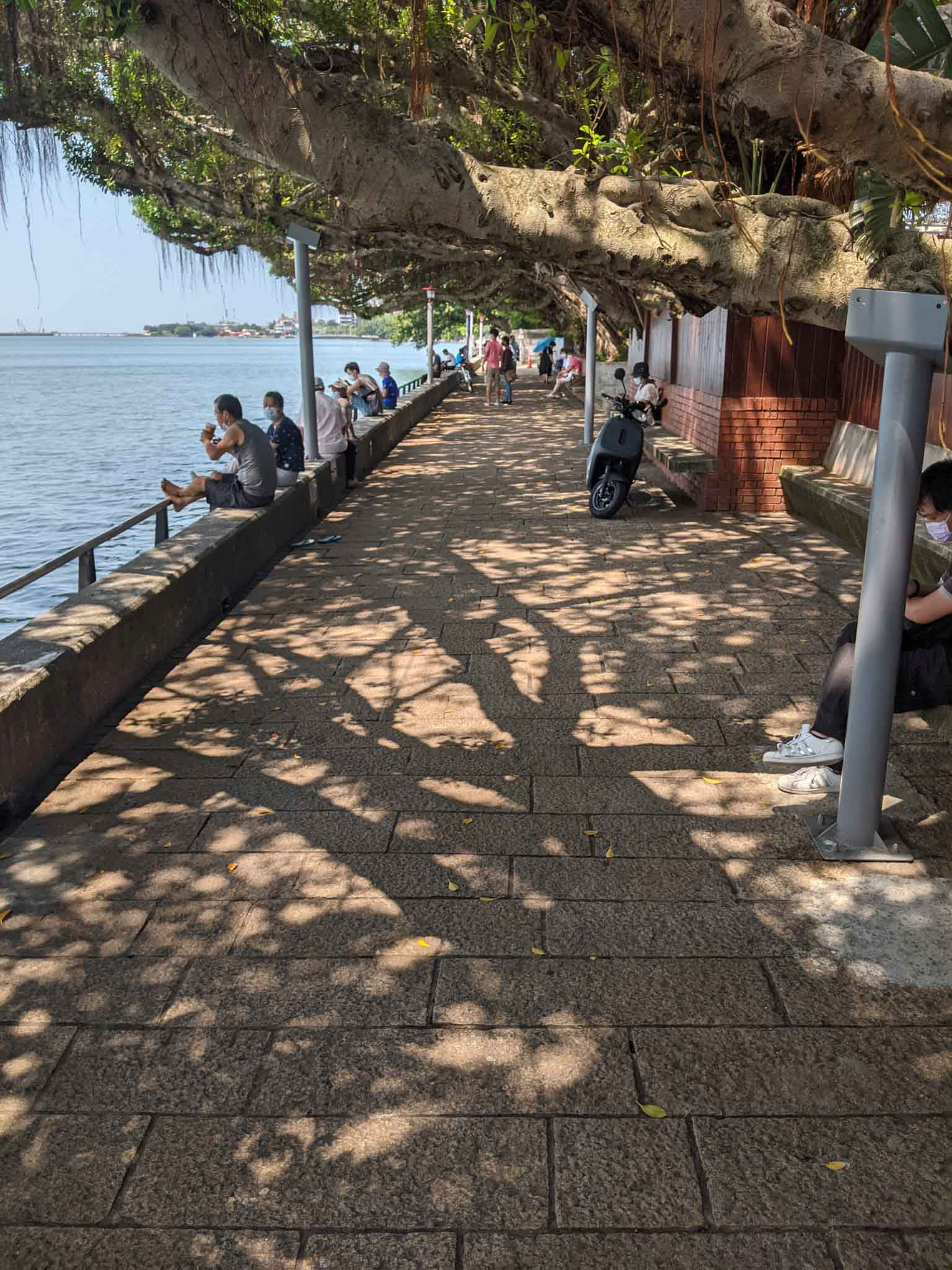 淡水河岸榕樹下