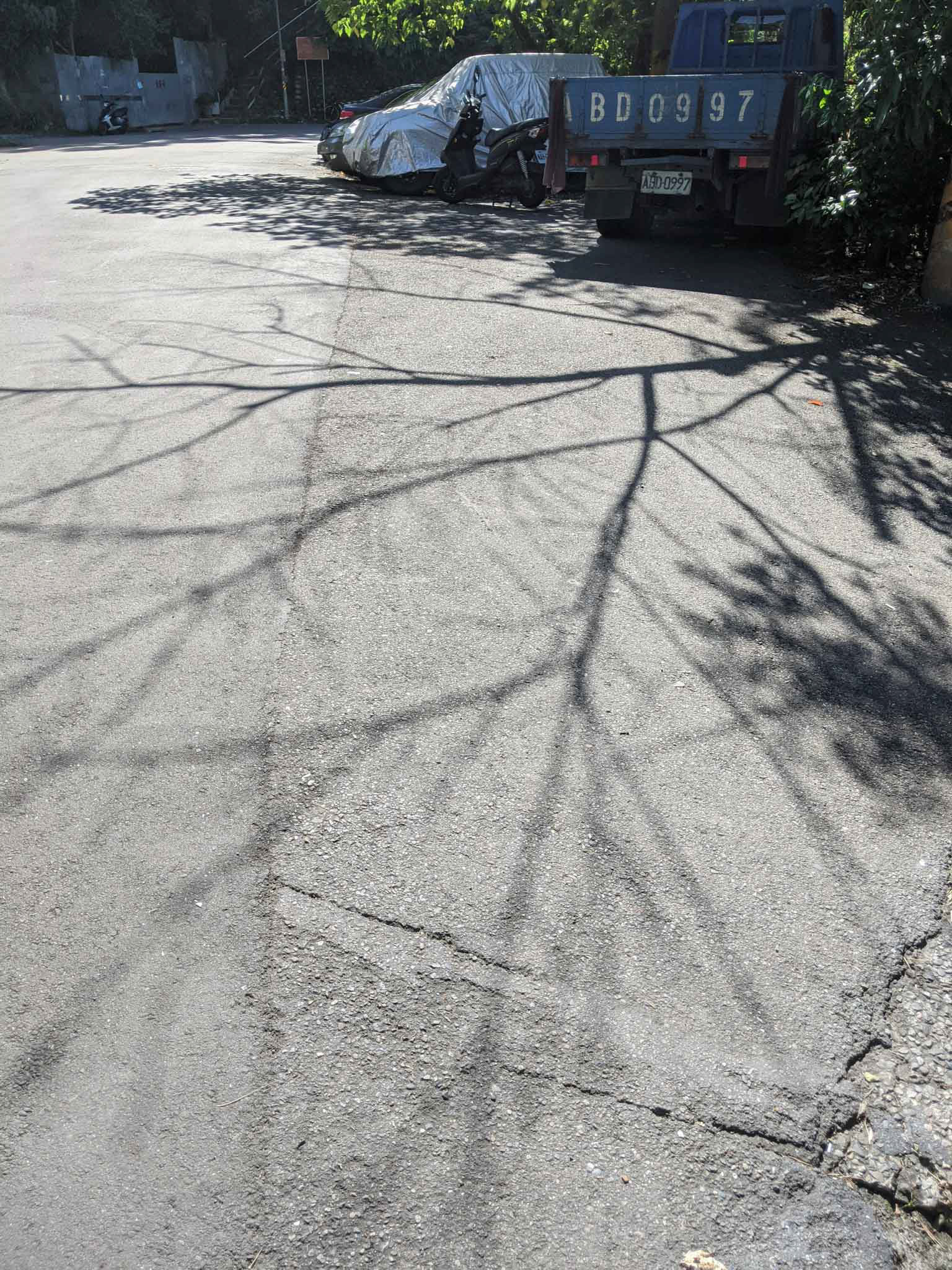 興德路上的枯枝