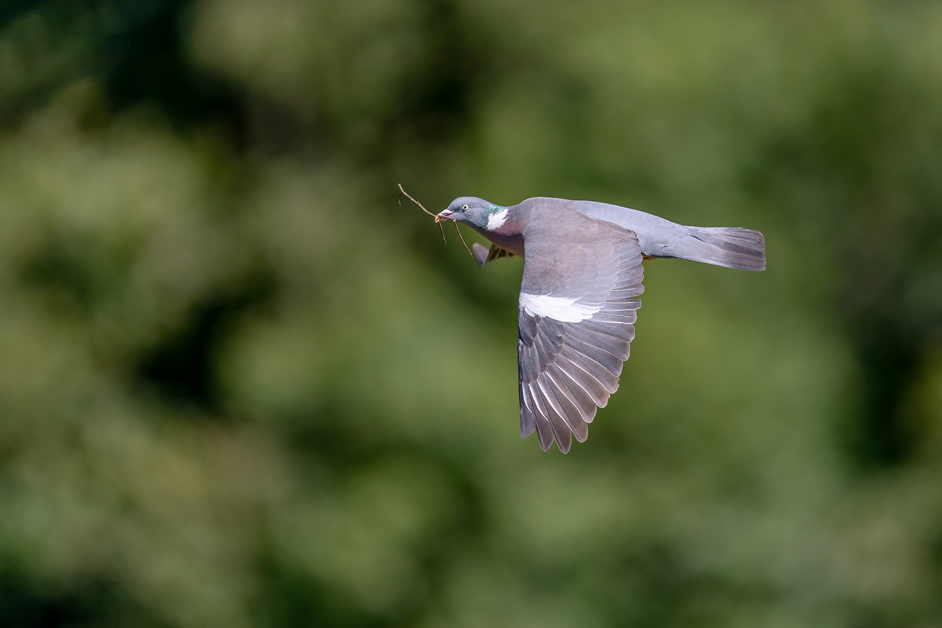 Wood Pigeon