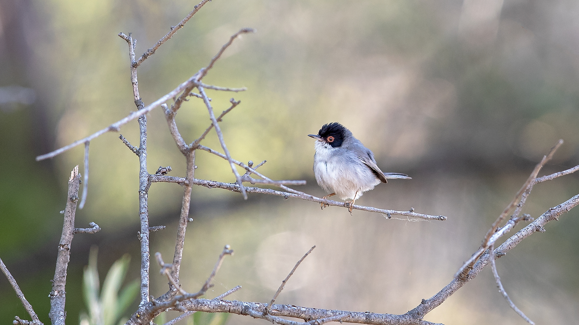 Sardinian Warbler