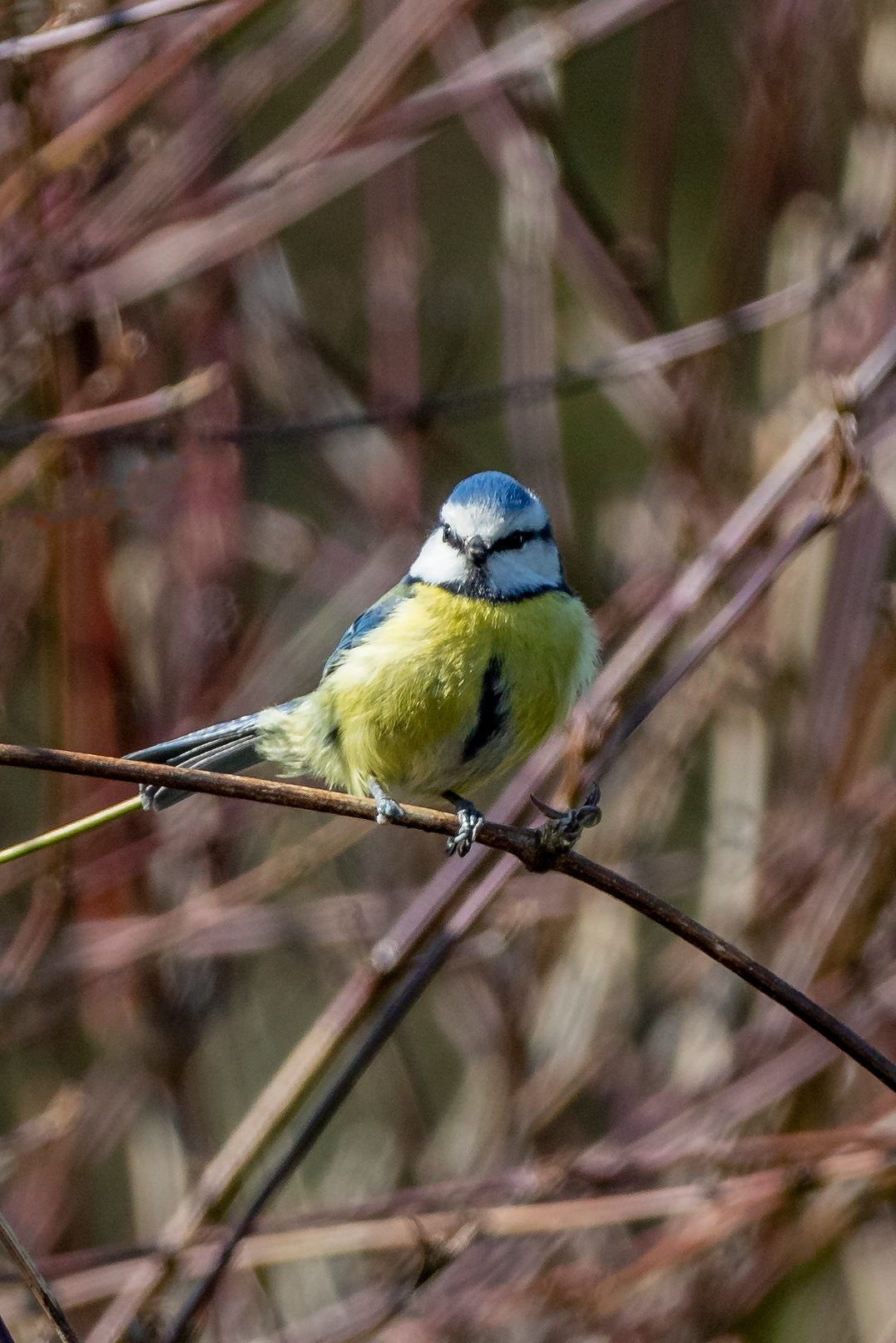 Blue Tit
