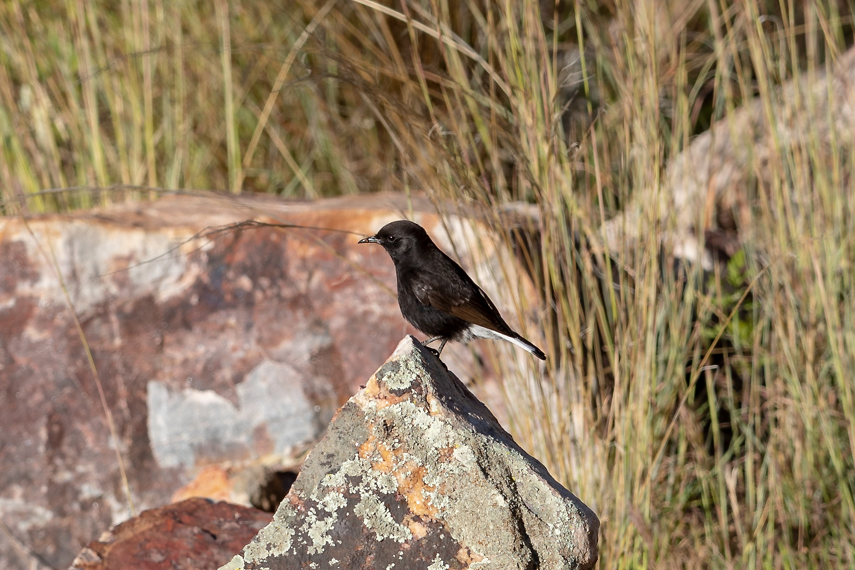 Black Wheatear