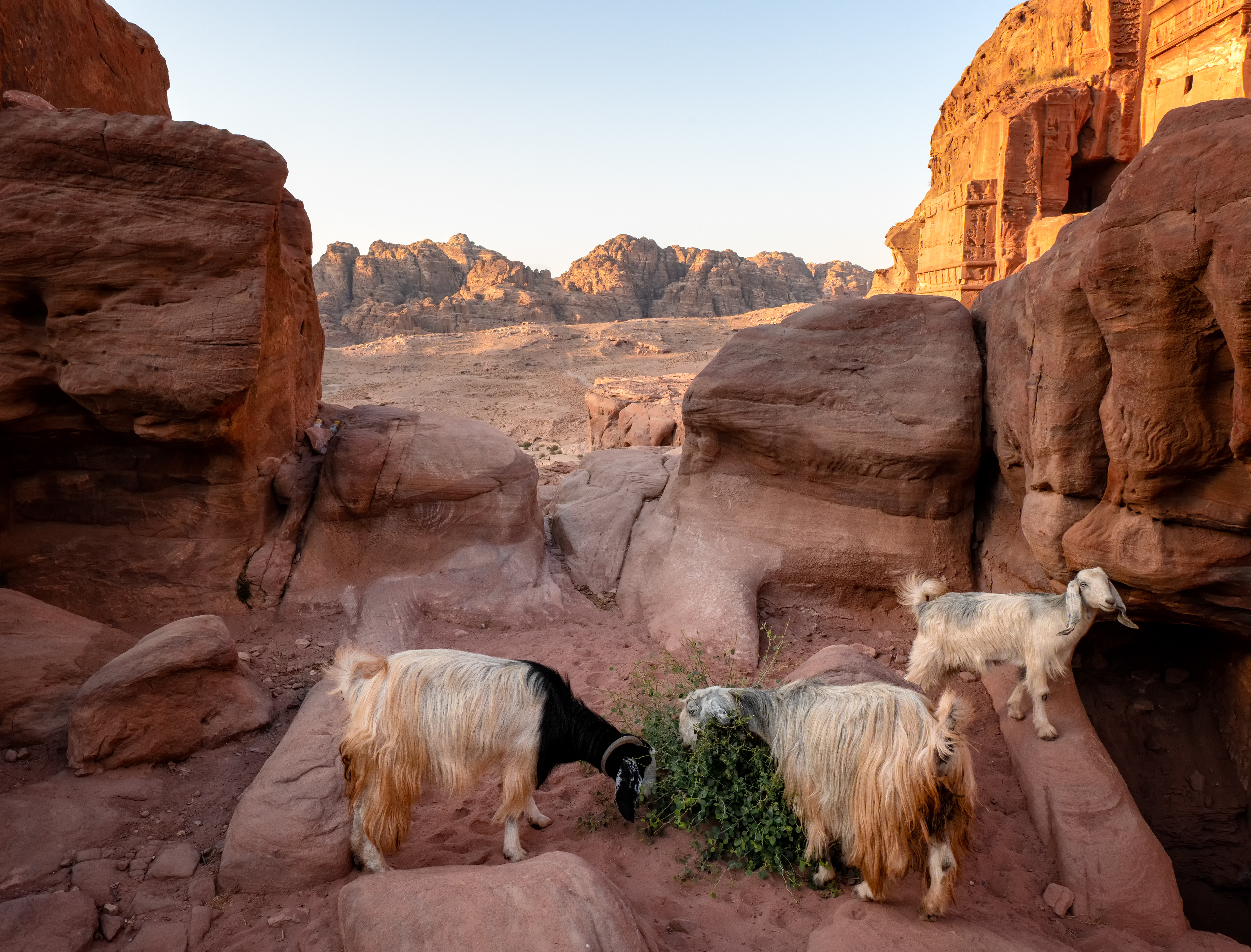 Goats at Petra — likely Black Bedouin goats, a breed still herded by Bedouin families in this part of Jordan, picking through the sandstone and browsing a caper bush rooted straight out of the rock.