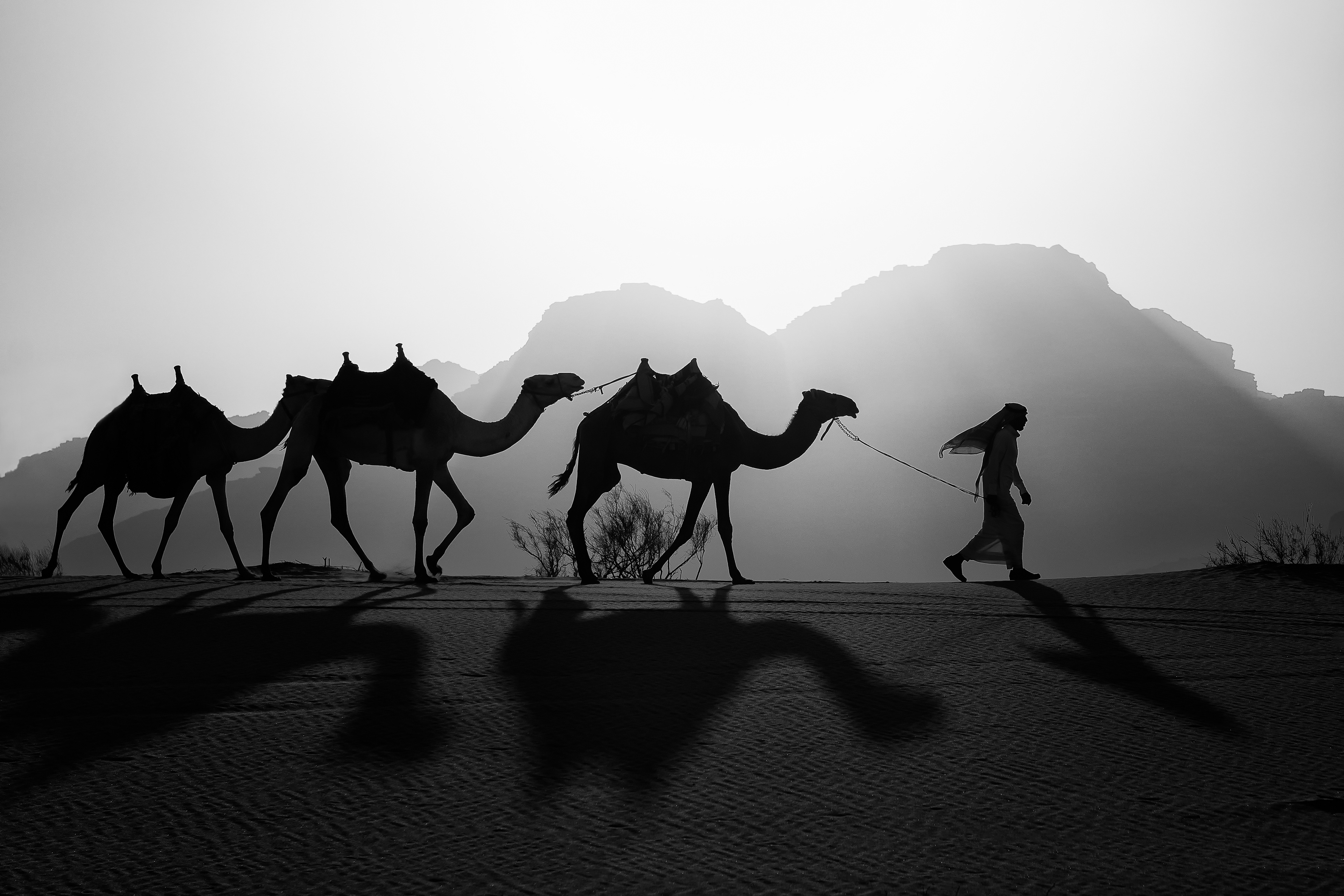 Camel caravan, silhouette — Wadi Rum, part of the ancient incense route carrying frankincense and myrrh from Arabia toward Egypt and the Levant, used by the Nabataeans and later formalized by Rome as the Via Nova Traiana.