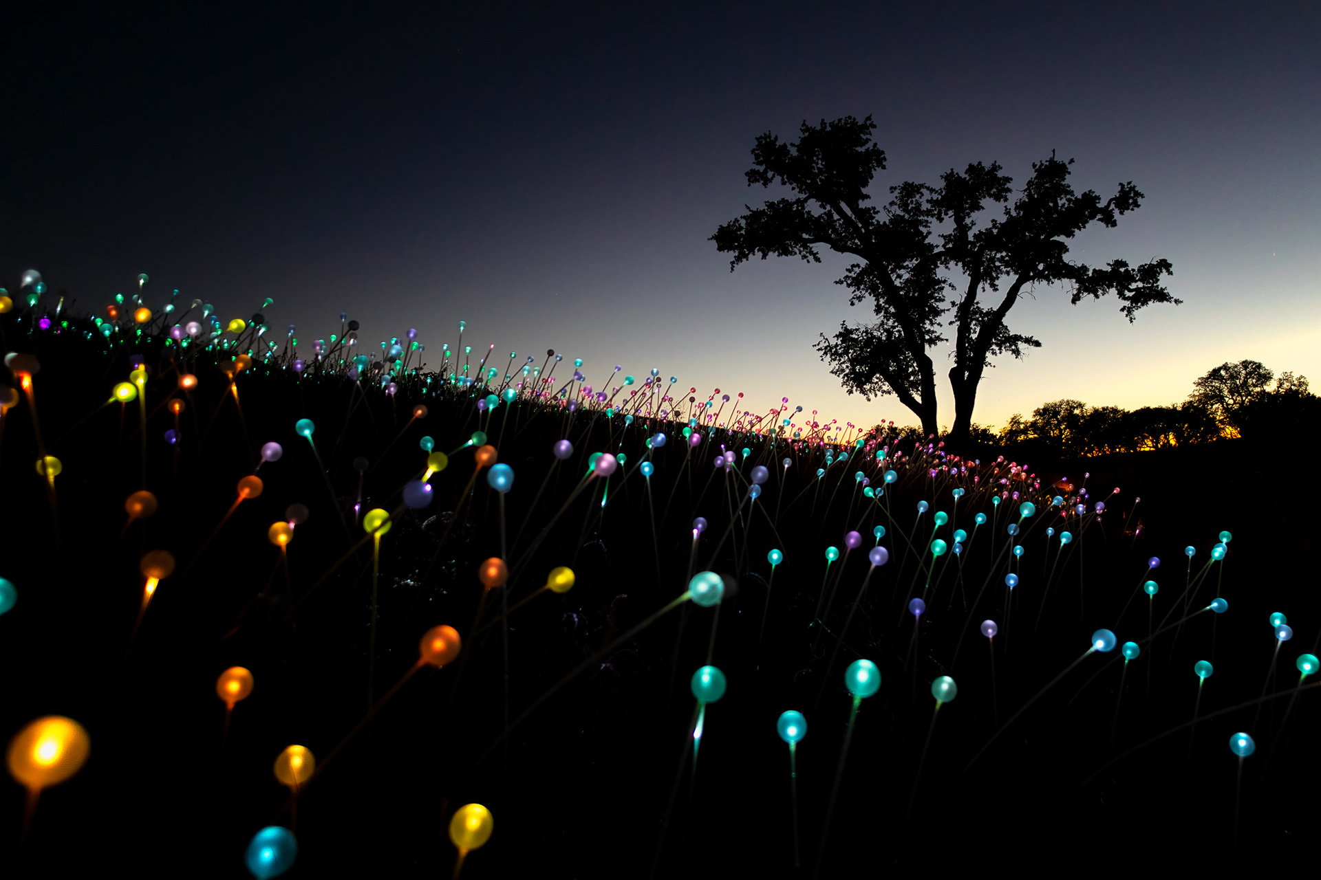 Field of Light, Sensorio, Paso Robles, dusk — roughly 100,000 solar-powered fiber-optic stems across 15 acres, all of it running on 92 solar panels and nothing else. Bruce Munro sketched the idea in 1992, standing at Uluru on a road trip with his fiancée, picturing stems that wait through the day like dormant seeds and only bloom once it's dark. Then he did nothing with it for twelve years — the drawing just sat in a sketchbook, waiting, which is either a coincidence or exactly the point.