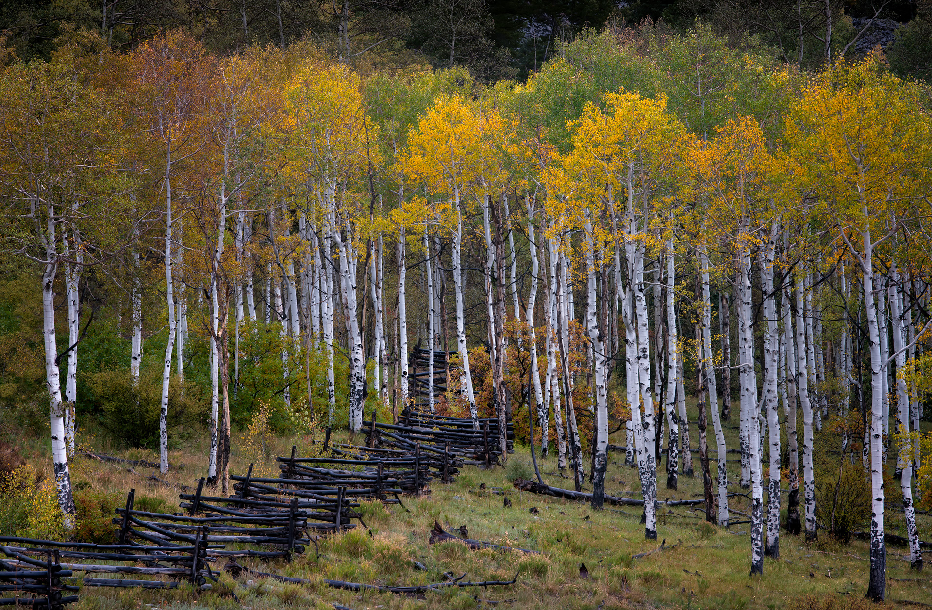 Split-rail fence, zigzagging through the aspens. This is technically called a worm fence, or snake fence, and the design exists to solve one specific problem: rocky Western ground that resists post holes. Instead of digging anything, each rail rests on the ones below it at an angle, with the zigzag itself doing all the structural work through nothing but friction and weight — no nails, no augers, no need to sink a single post into ground that would fight you the whole way. It also meant a fence like this could go up fast with just an axe and enough timber, which, out here, was never really the limiting factor.