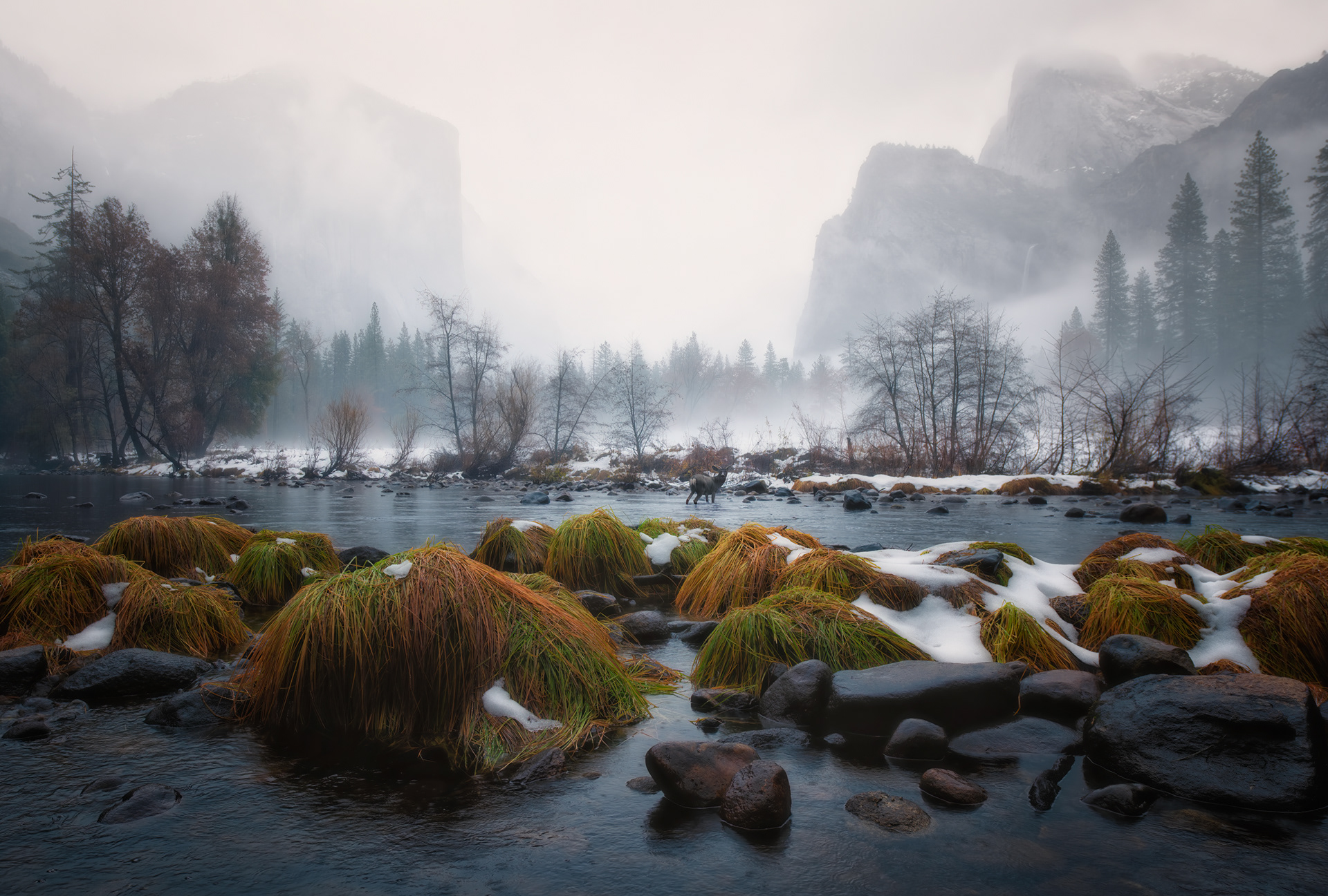 You get up before it's light, alone, sometimes into weather nobody sane would call optional, because that's the toll for a morning like this one. Everyone else is still asleep. And then a mule deer picks its way across the Merced, unhurried, moss still green on the rocks despite everything — and you're the only person awake to see it happen.