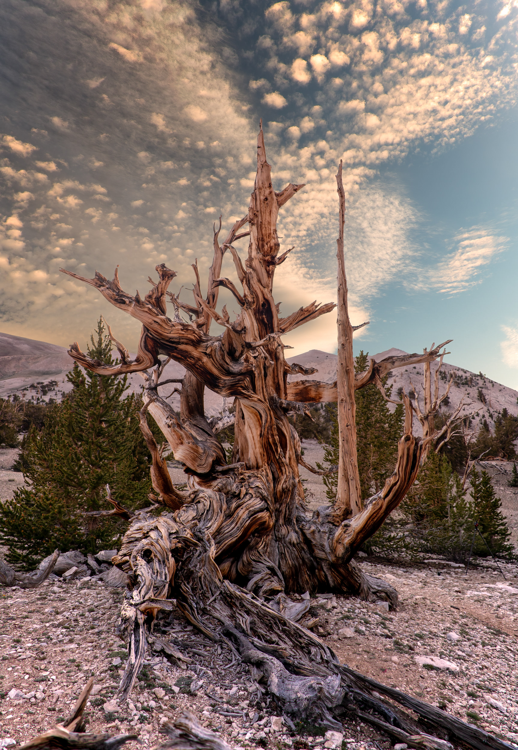 Great Basin bristlecone pine, White Mountains, above 9,500 feet — reached this one in 4-low, off the beaten path, with a drop-off steep enough to keep you honest. A species that includes the oldest known non-clonal living things on Earth, some pushing 4,850 years, already old when the pyramids were new. The trick isn't surviving despite the hardship up here. It's surviving because of it — cold, almost no rainfall, and soil too alkaline for much else to compete for, forcing growth so slow the wood turns too dense for rot or insects to bother with