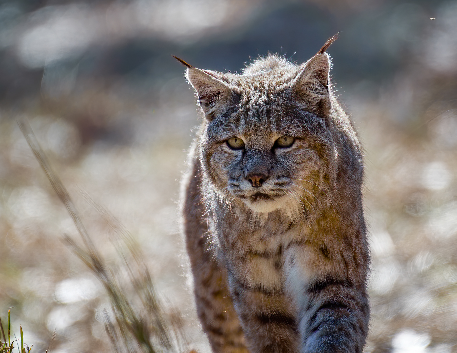 Bobcat, valley floor, a little after eight in the morning — later than these cats are supposed to be doing this. It had a hole staked out in the grass, crouched dead still over it, then wasn't crouched anymore — it was walking straight at me with a pocket gopher in its mouth, plucked out of the exact hole it had been watching. No bait, no blind. Just a wild cat working a late breakfast