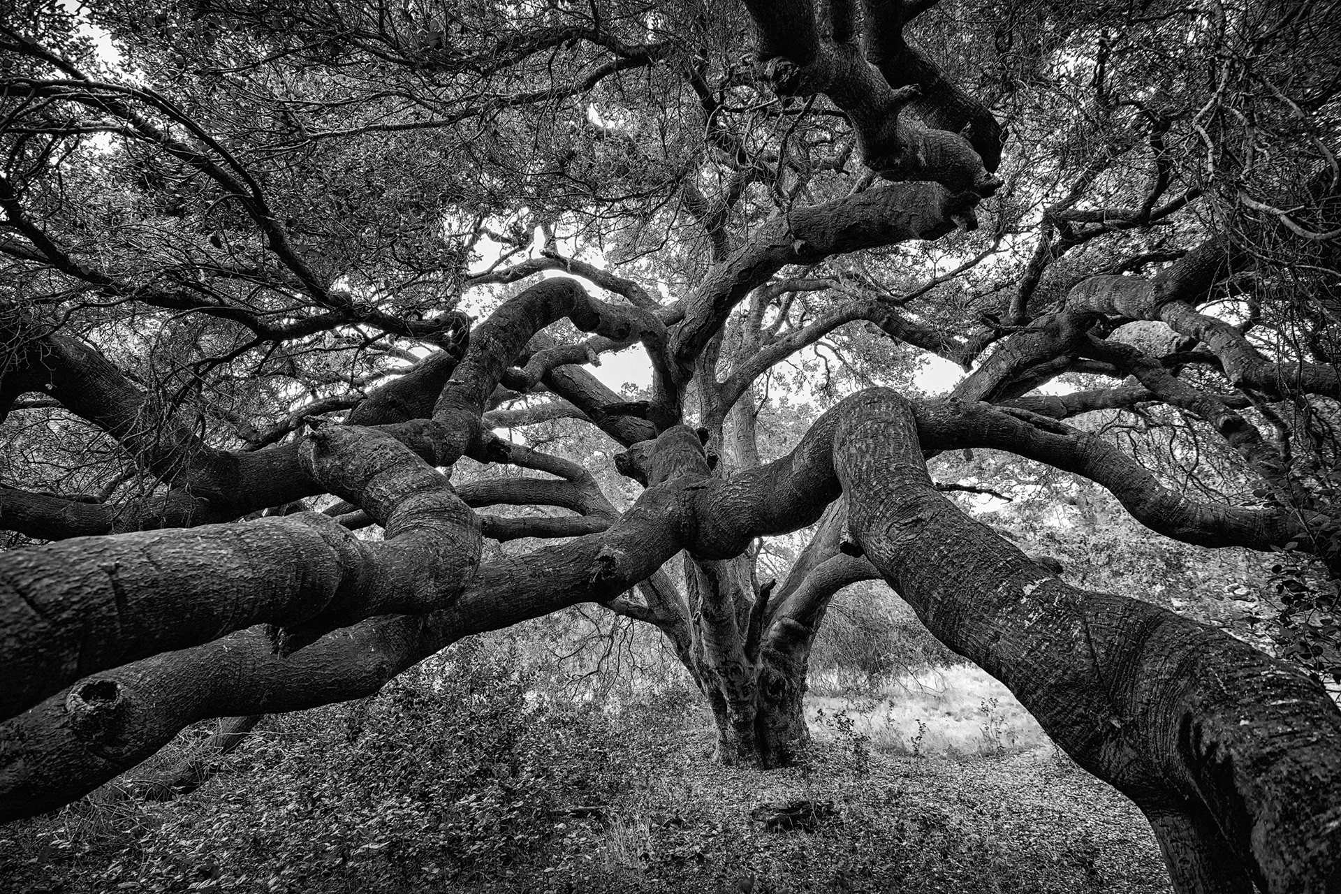 Coast live oak, black and white, evening light. The gnarled shape isn't damage — it's just what these do: a short trunk giving way almost immediately to branches that spread wider than the tree is tall, until the whole thing looks less like it grew and more like it was wrestled into position. Evergreen year-round, unlike most oaks, so it never actually goes bare. Acorns were a staple here once, leached of their bitterness in running water and ground into flour, long before it occurred to anyone else that a bitter, inedible-looking nut was worth the effort