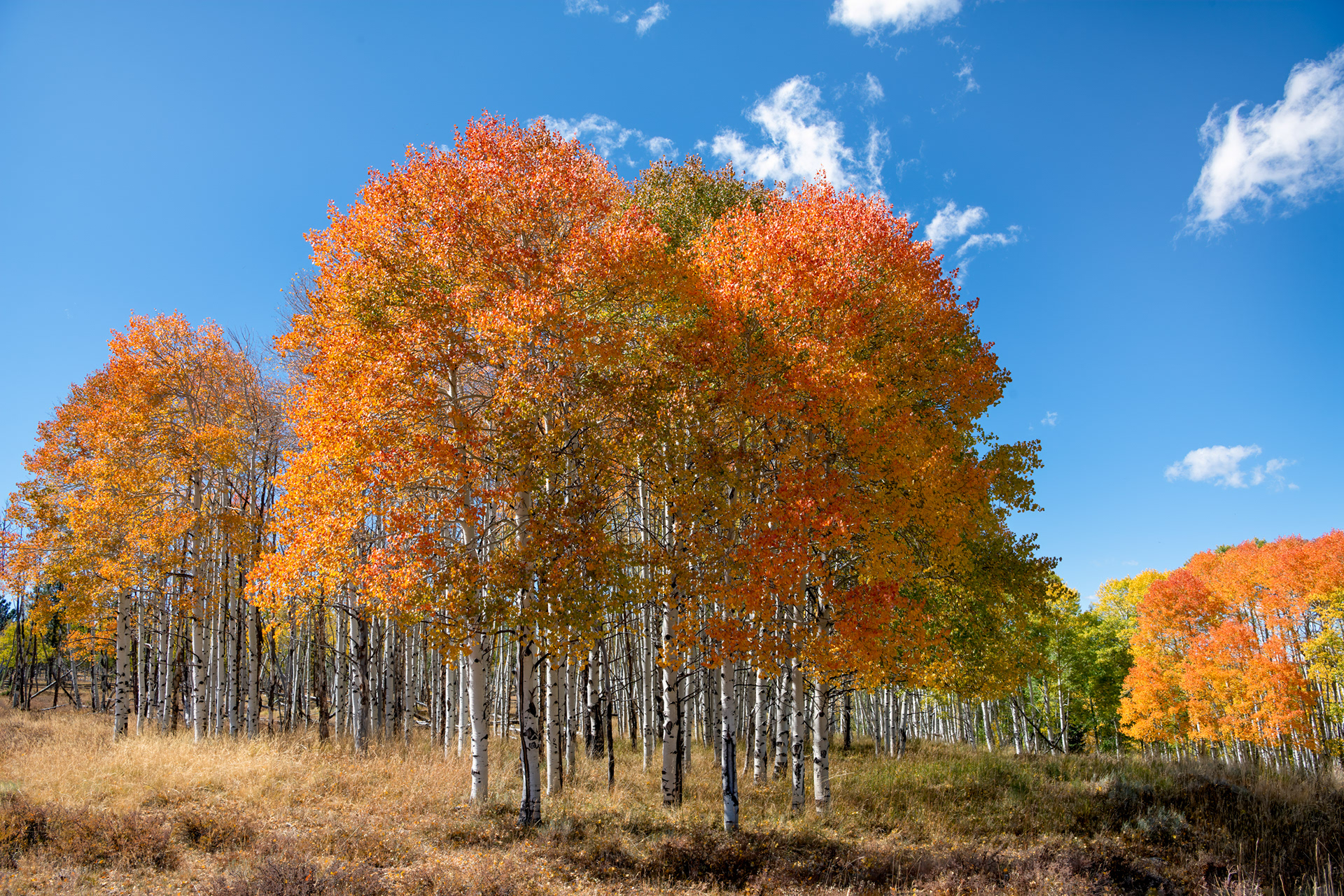 Aspen grove. Every trunk in a stand like this is very likely the same organism — quaking aspens spread mainly by root suckers rather than seed, so what looks like a forest of individual trees is usually one root system sending up thousands of genetically identical stems, effectively one living thing wearing many trunks. It's also why a whole hillside can turn gold within days of itself each fall: the color shift runs on a shared internal clock across trunks connected by the same roots, not on temperature alone. Even the trembling has a mechanical explanation, not a poetic one — aspen leaf stems are flattened sideways instead of round, which is what lets them flutter in almost no wind at all.