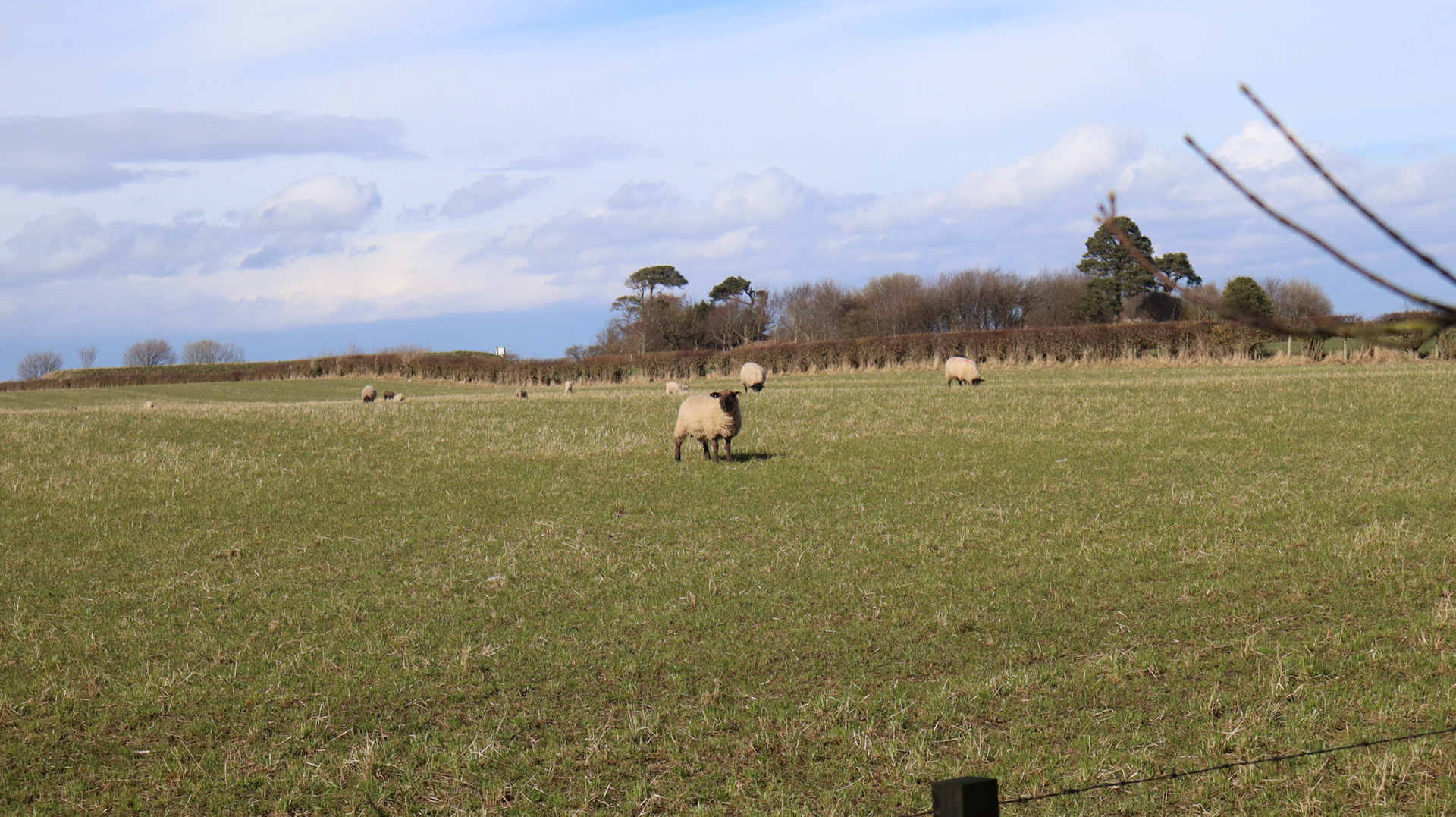 2022-03-13 - Sheep near Gladsmuir