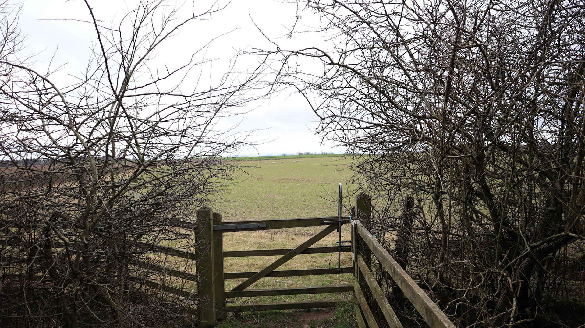 2022-02-02 - Gate near Gladsmuir