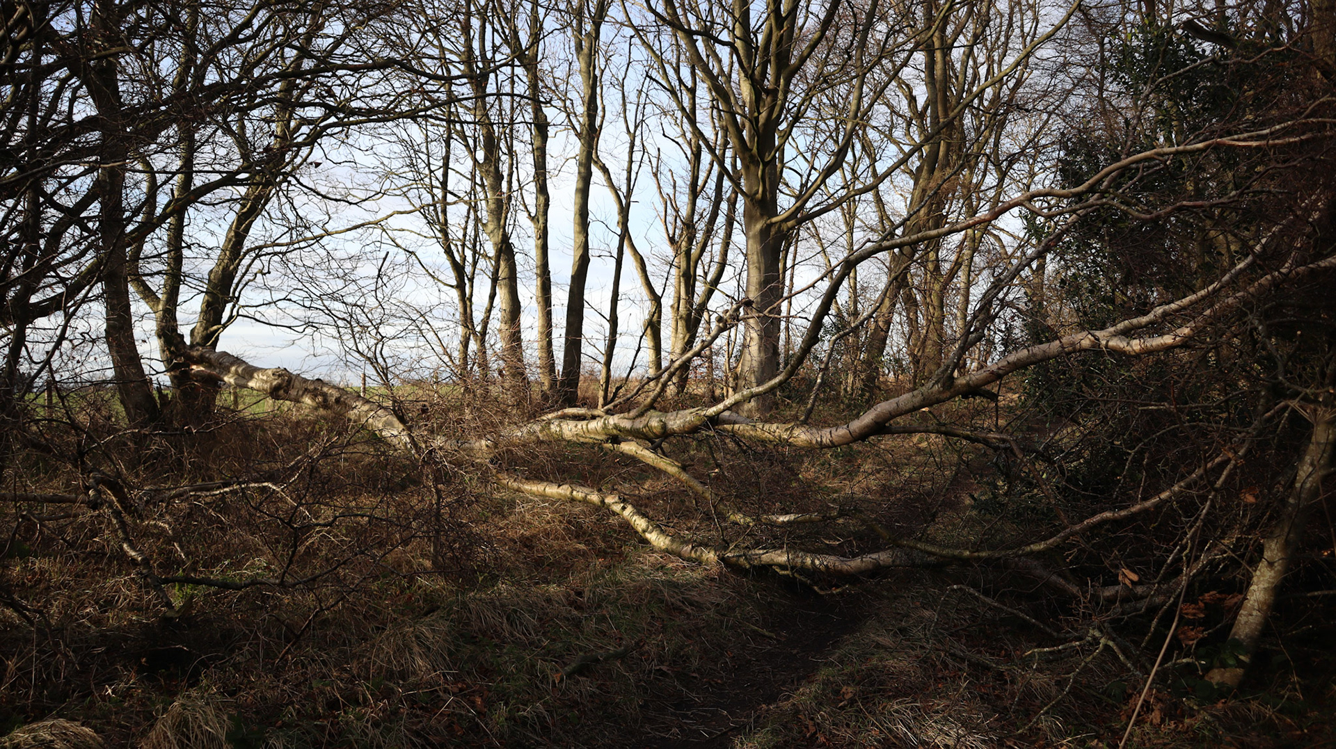 2022-01-31 - I wonder if it made a sound when it fell?