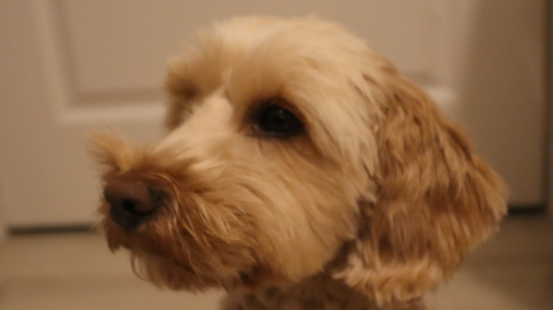 2022-03-11 - Reggie in soft focus