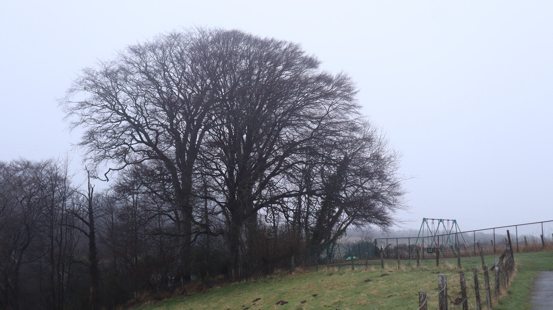 2022-02-13 - Miserable Tree