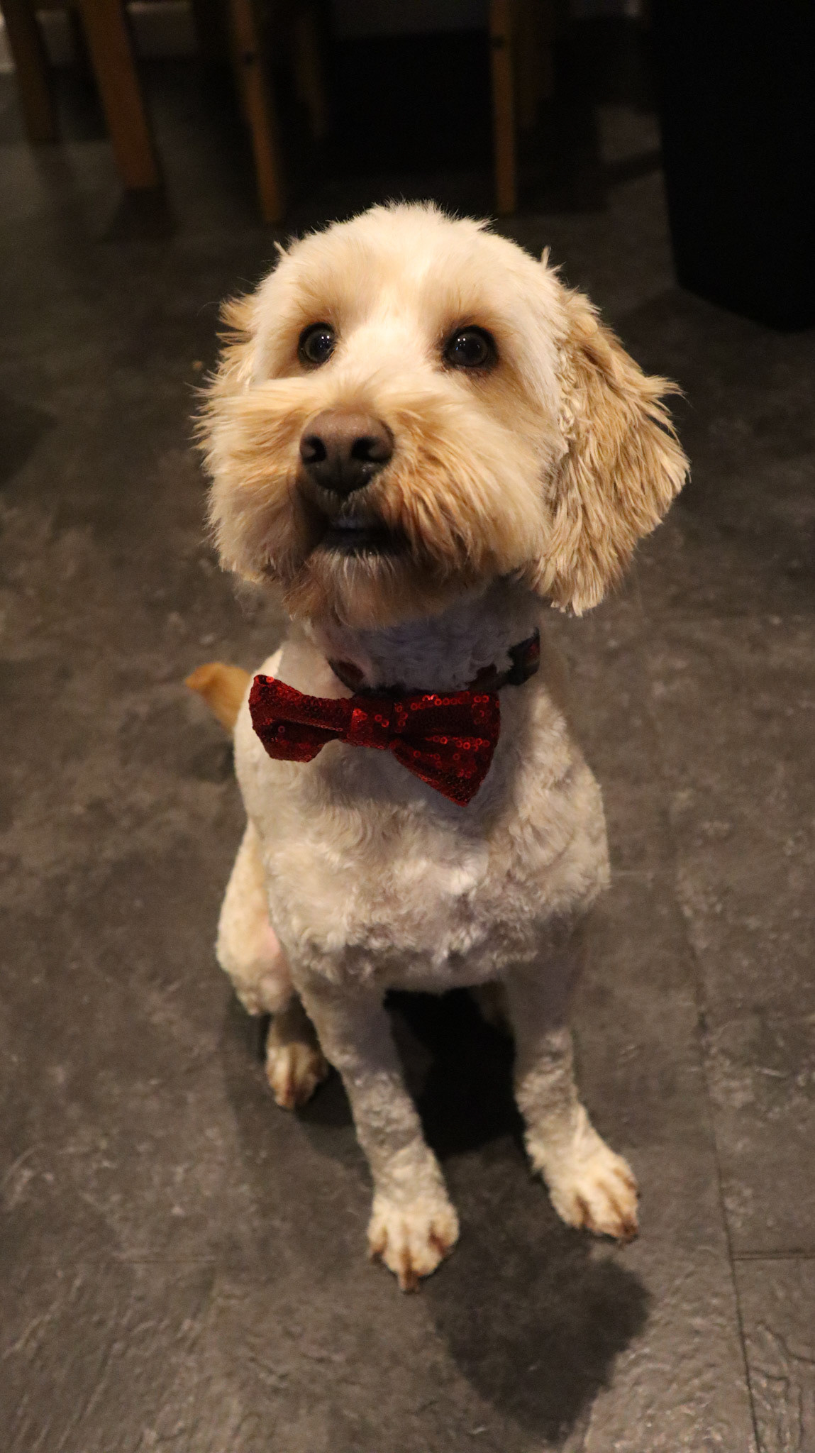 2022-02-20 - Reggie looking dapper after his groom