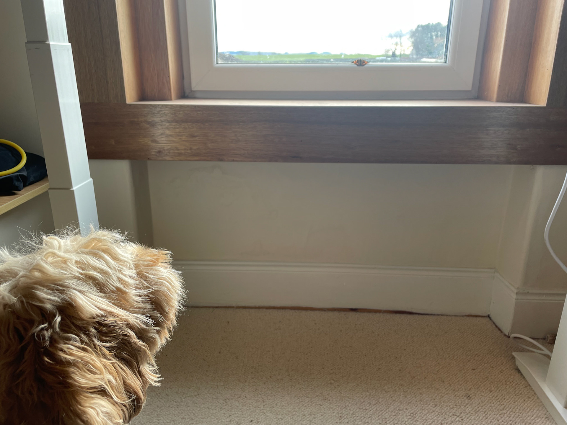 2022-02-14 - Reggie looking for love in the wrong species