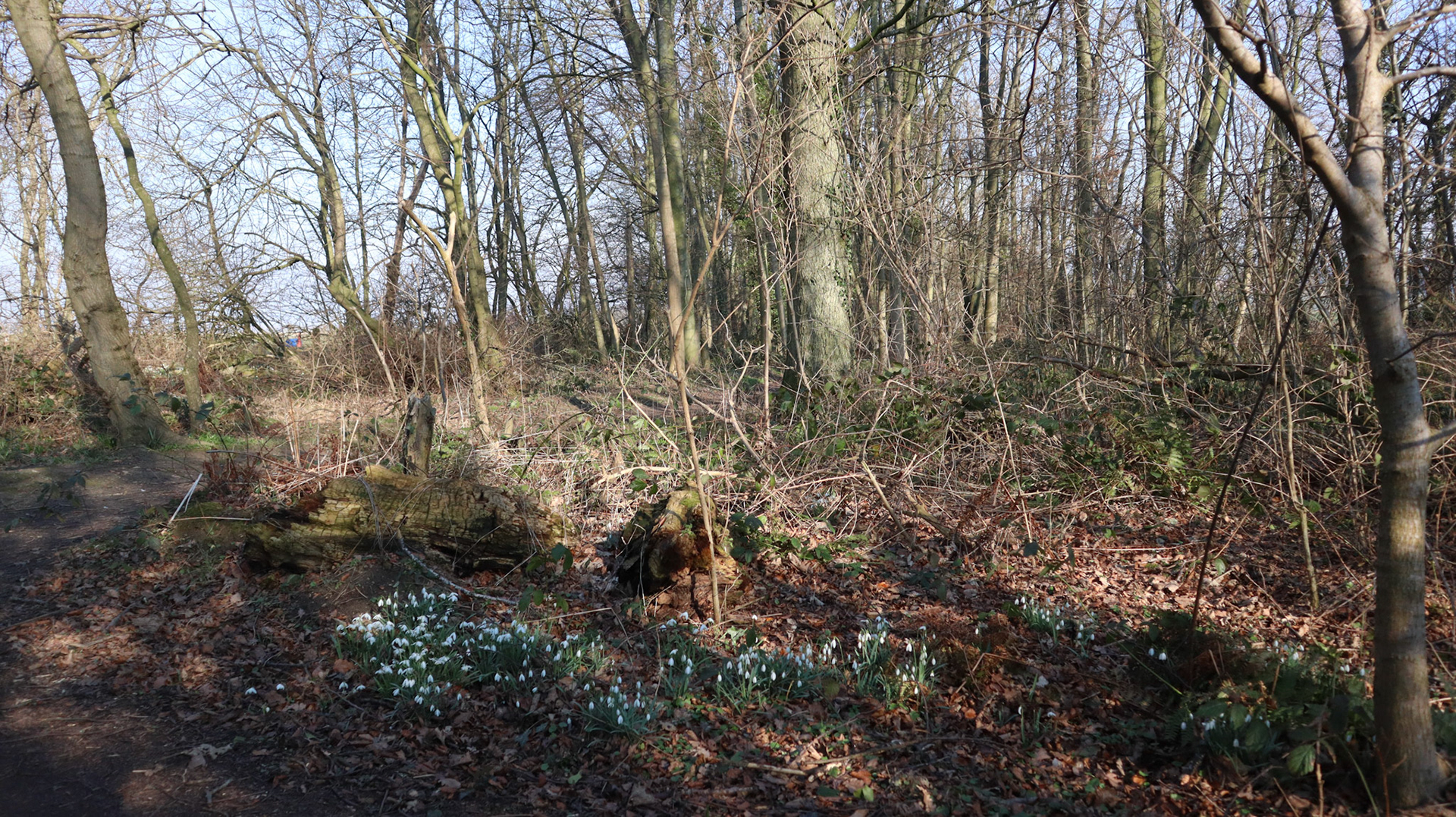 2022-03-08 - Snowdrops in the forest