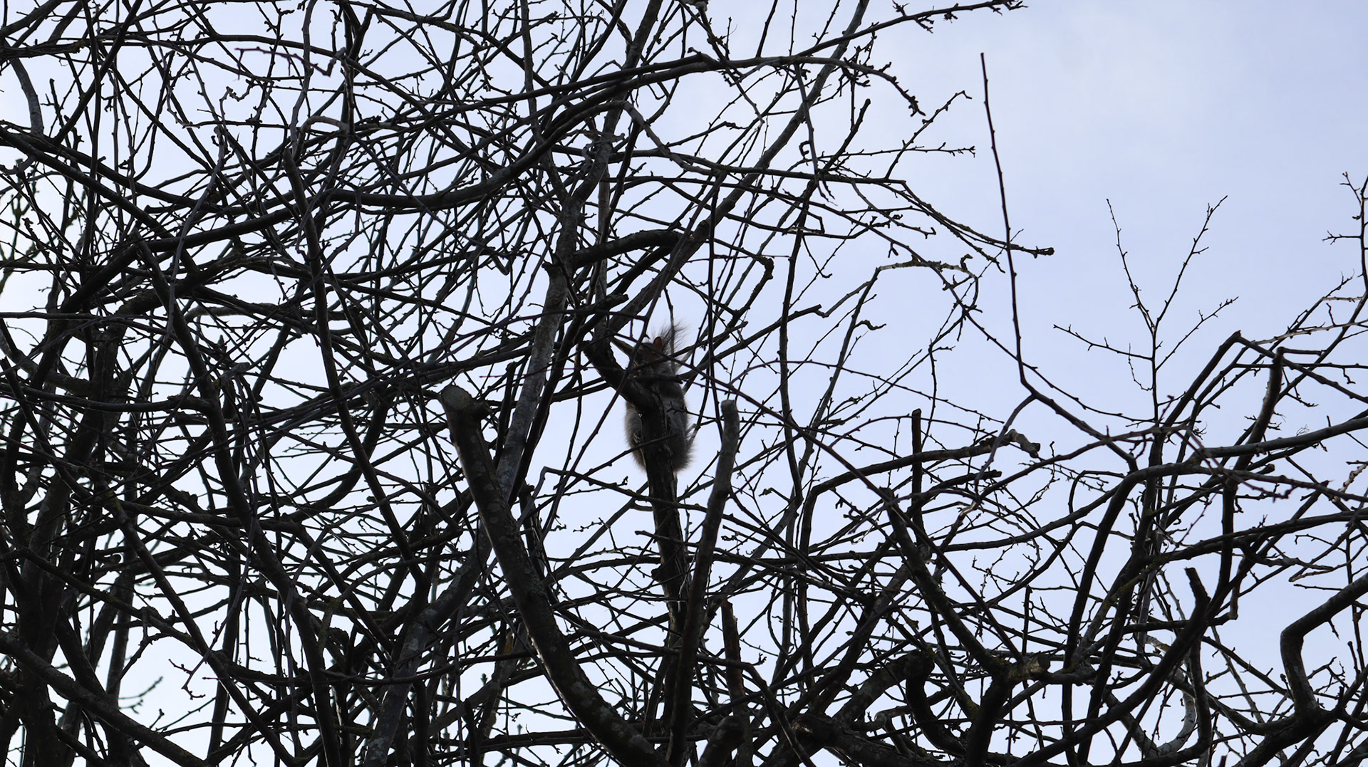 2022-02-11 - SQUIRRELL