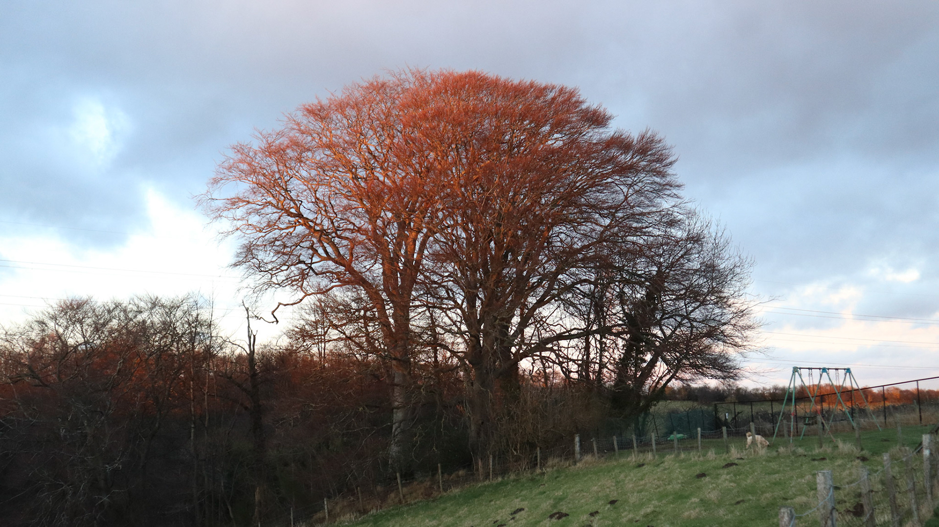 2022-02-10 - Sunset Tree