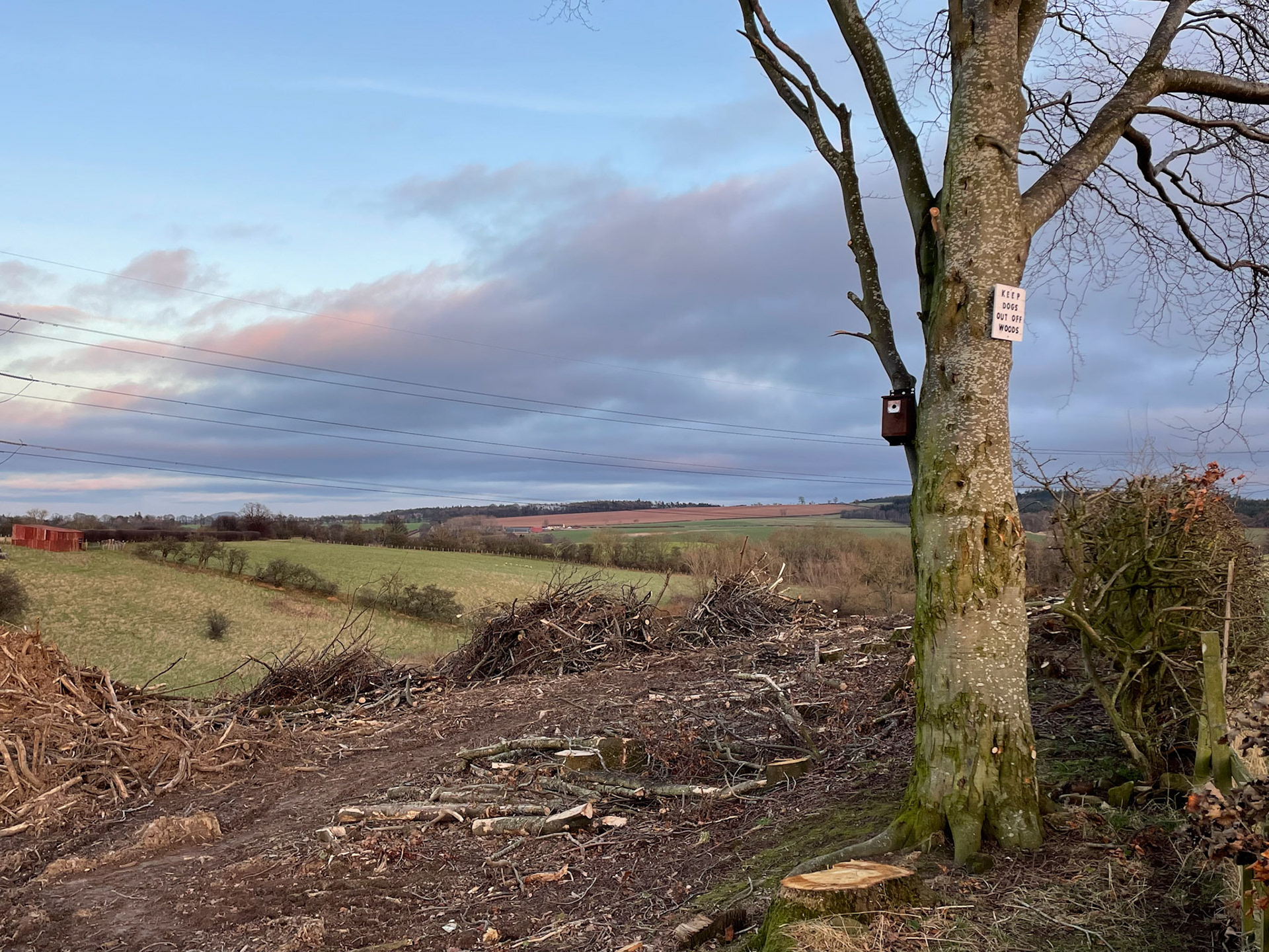 2022-01-22 - Why pile up sticks and then not let dogs take their pick