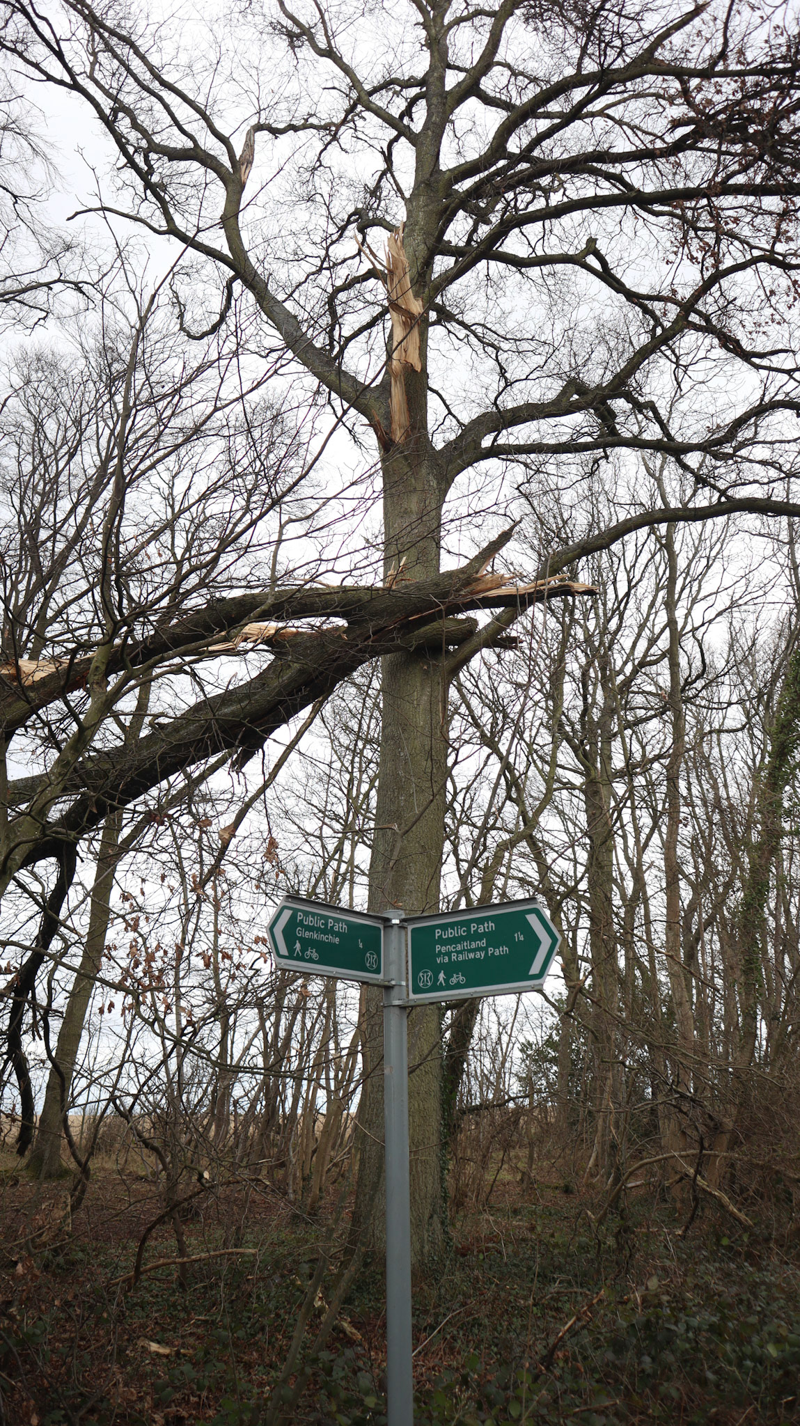 2022-03-10 - Fallen trees