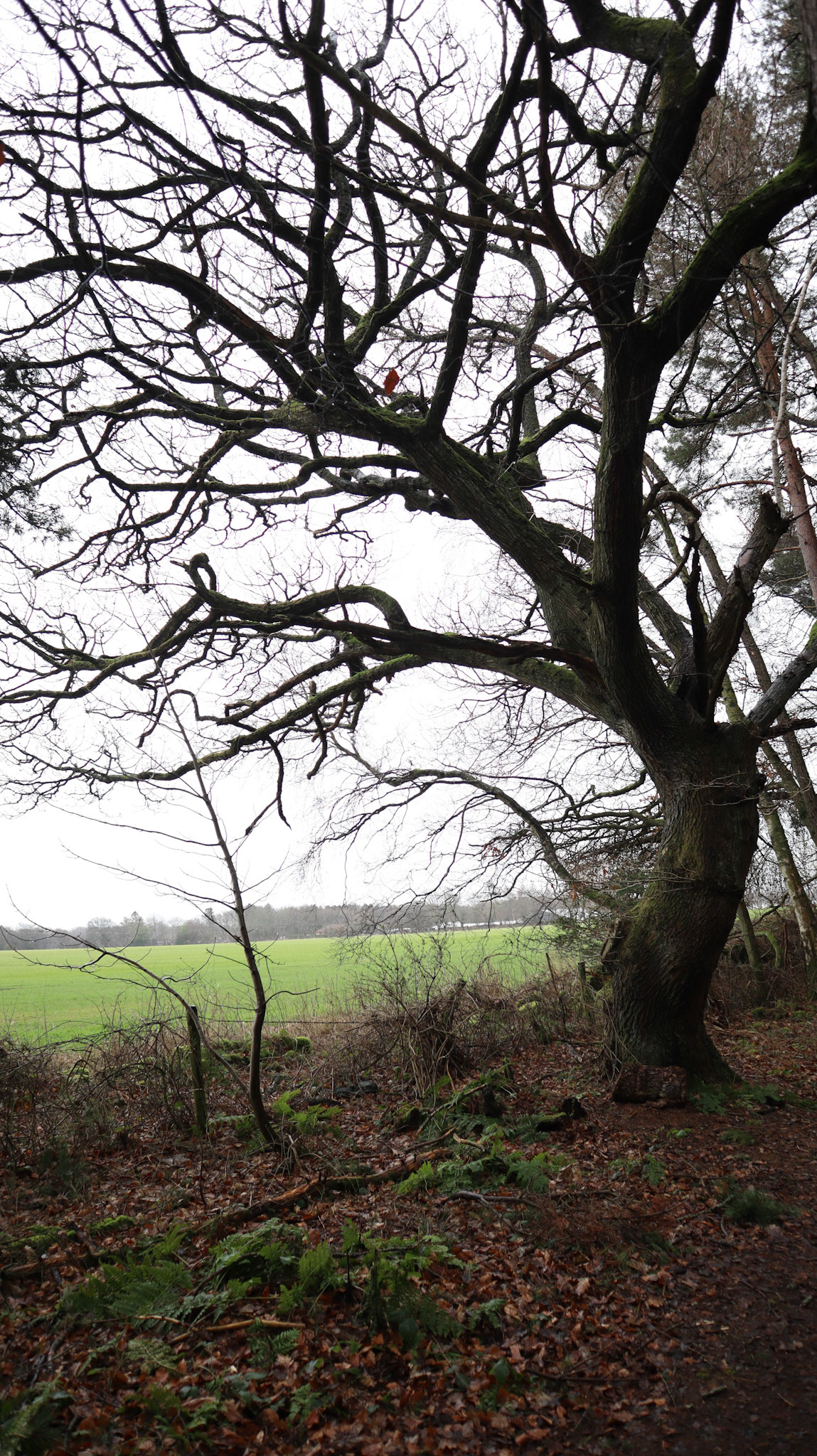 2022-02-05 - Cool tree at Butterdean Woods