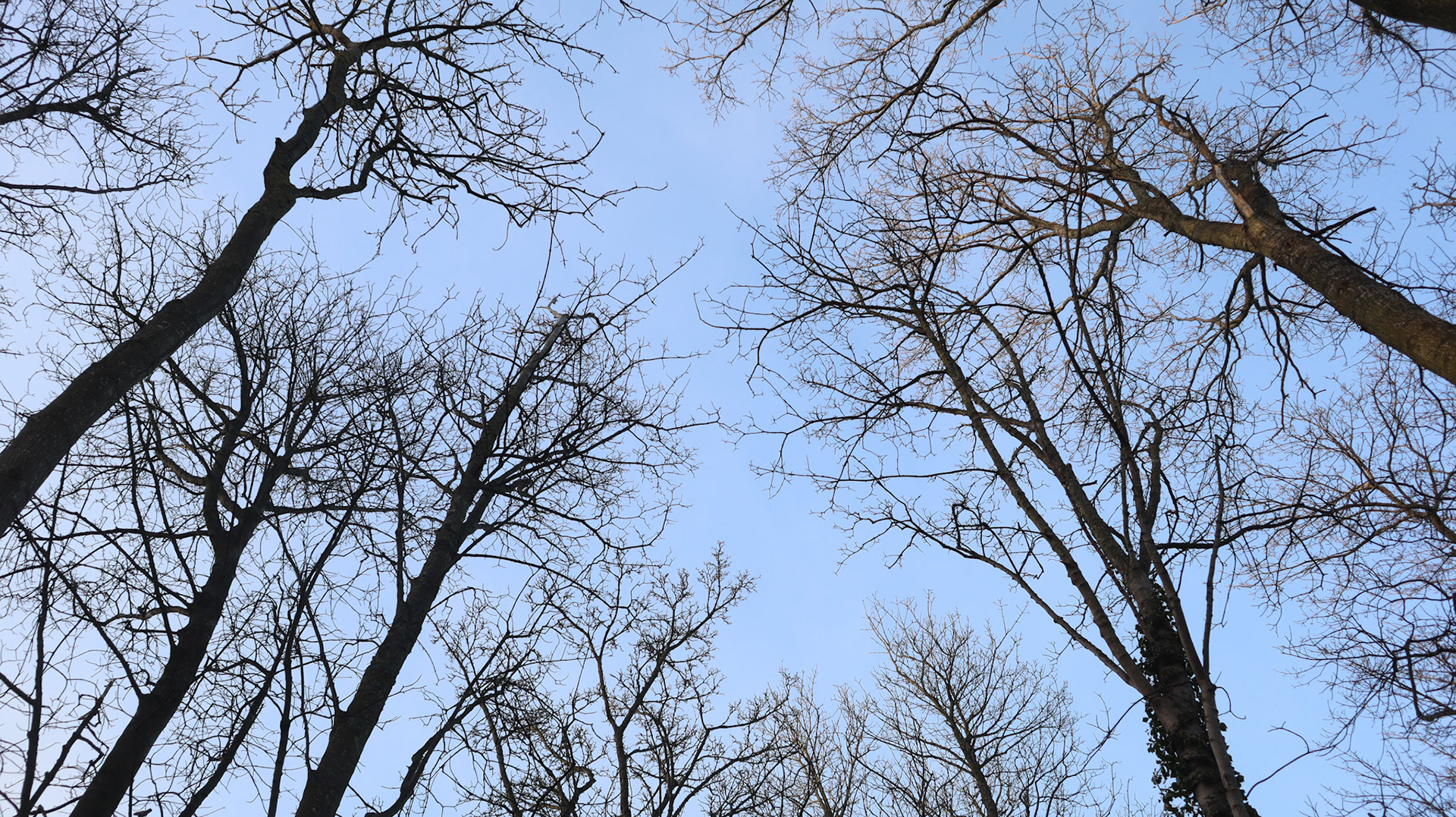 2022-02-22 - Fractal trees