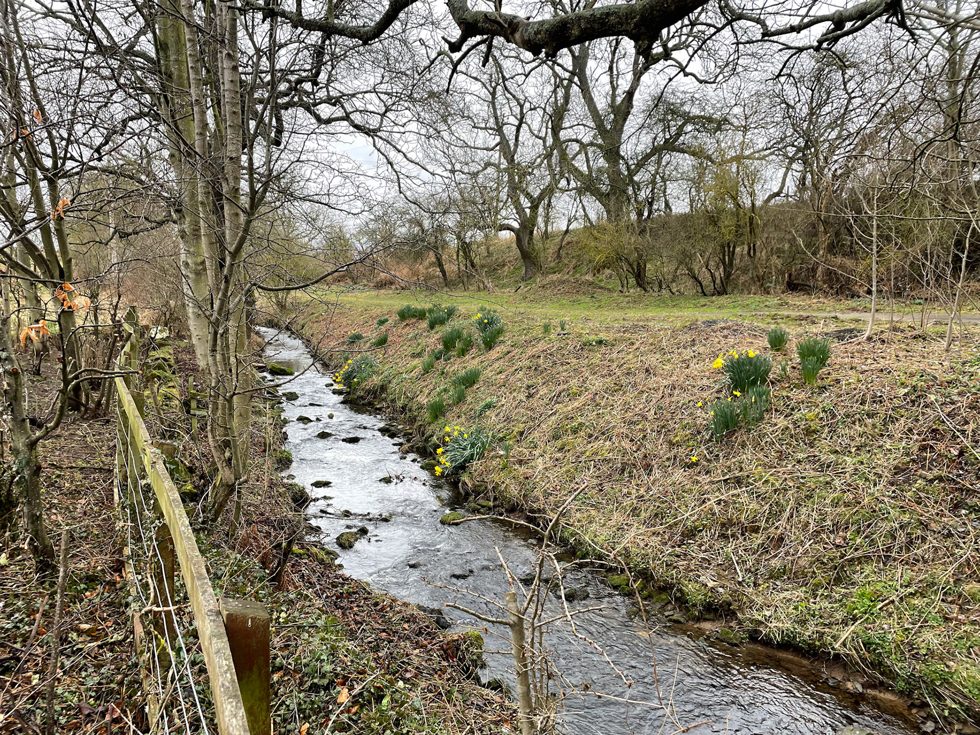 2022-03-16 - Glenkinchie Daffodils